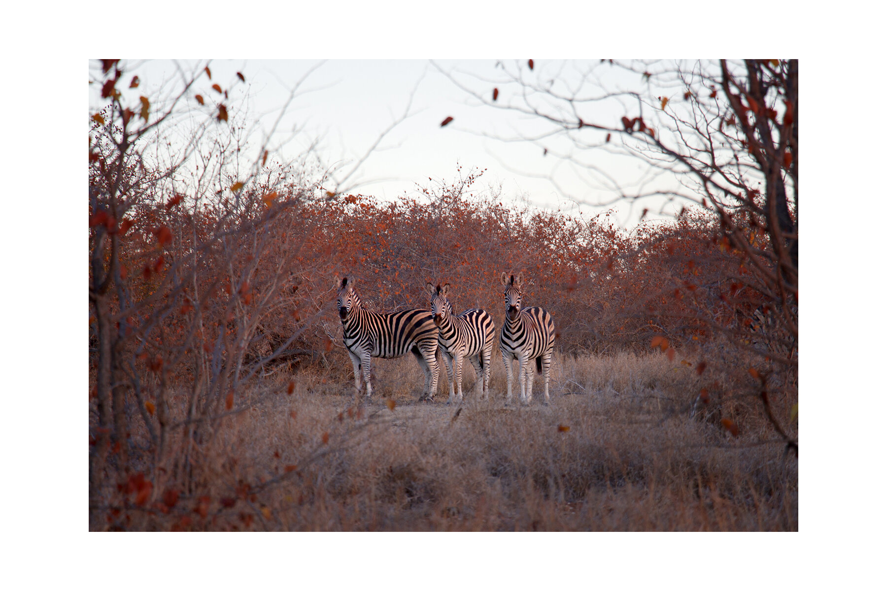 Kruger Park, South Africa