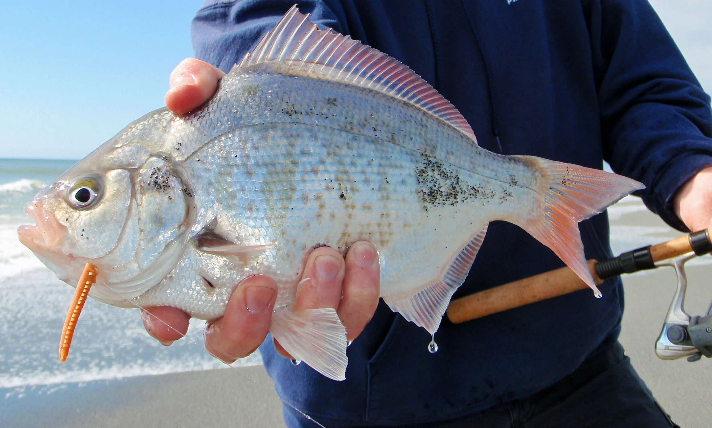 Light Tackle Surf Perch — FishwithJD Store