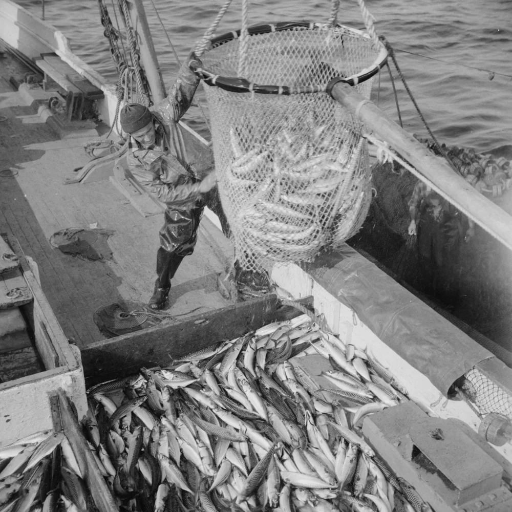   A crewman transfers a large dip net full of mackerel to the  Alden   
