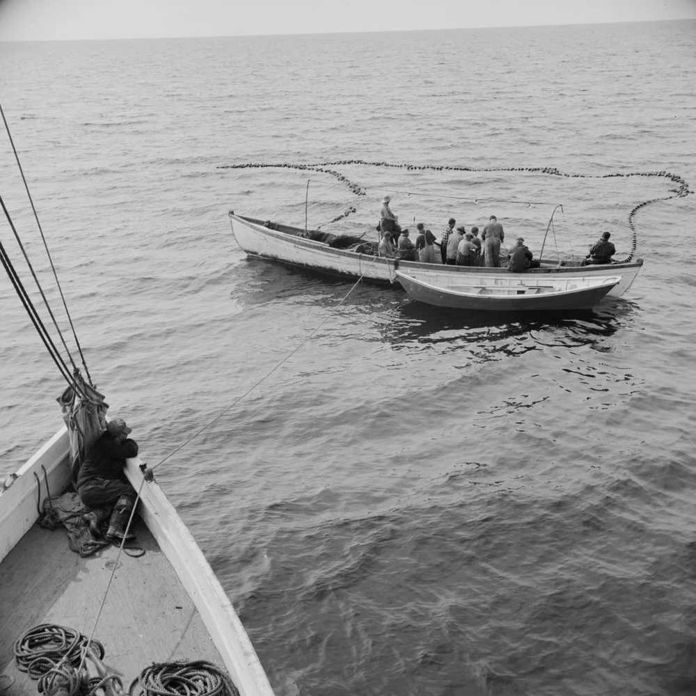   The crew pulls in a net full of mackerel  