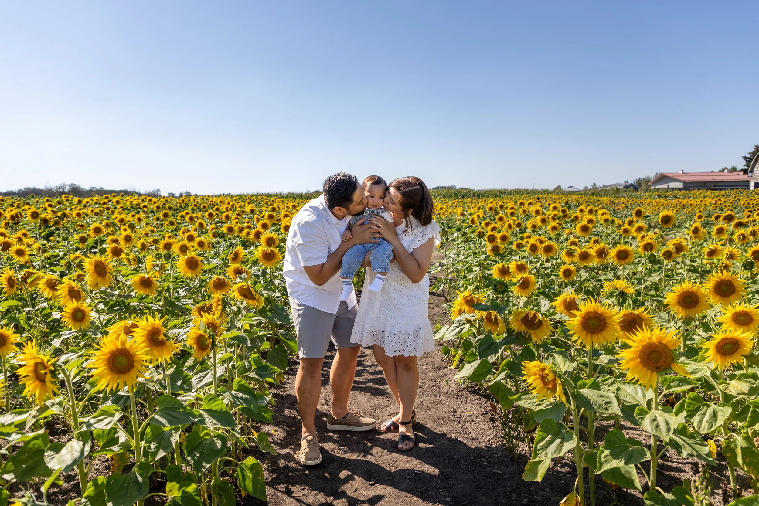 Sunflower Family Session - Edmonton Alberta
