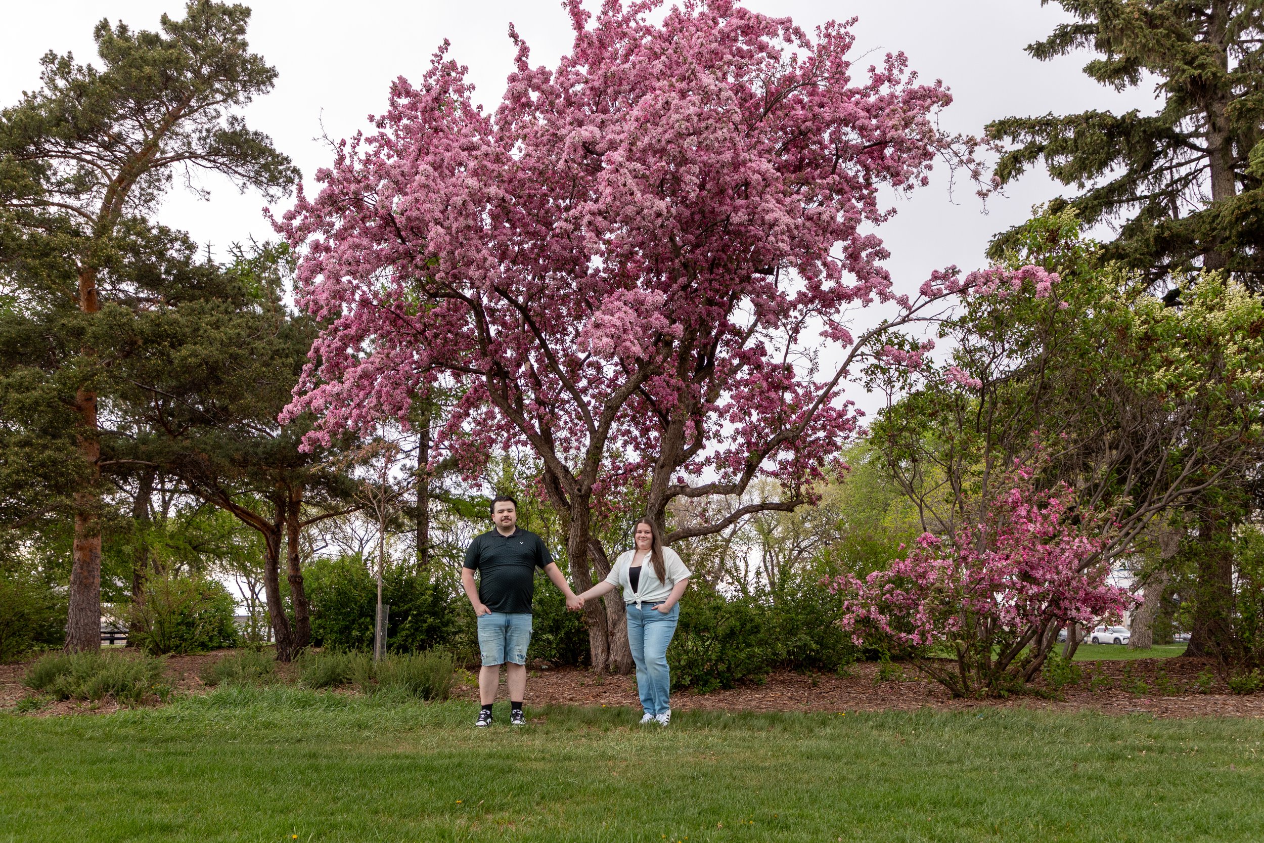 Cherry Blossom Edmonton Photographer