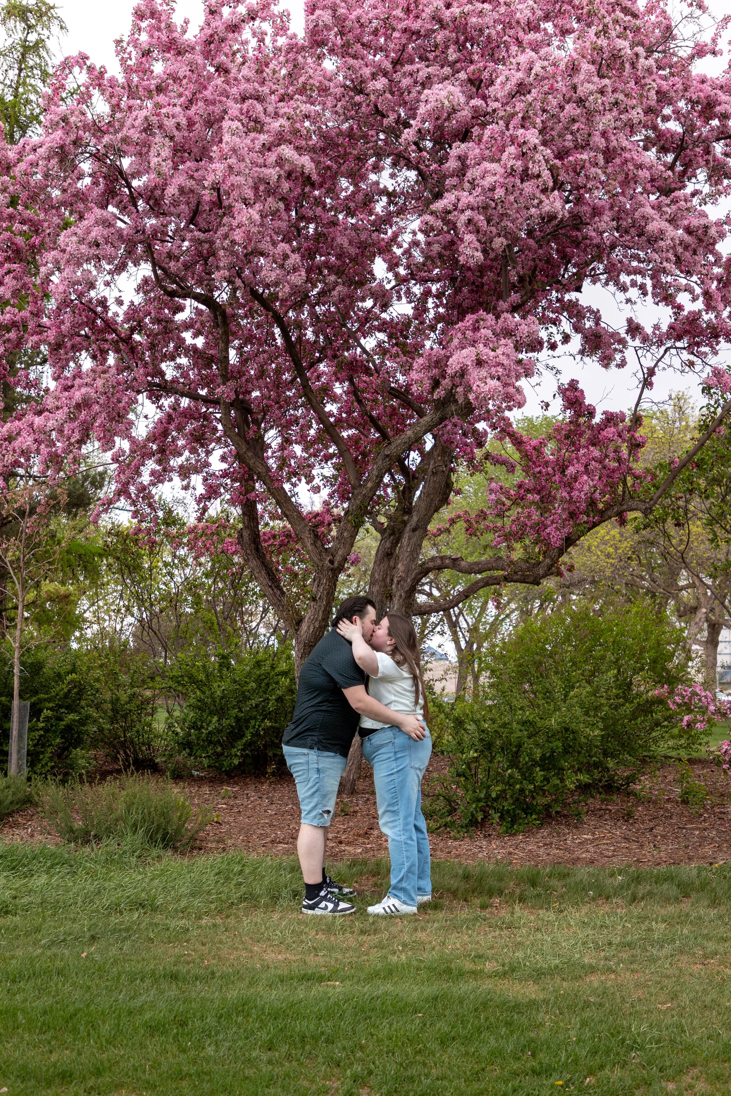 Cherry Blossom Edmonton Photographer