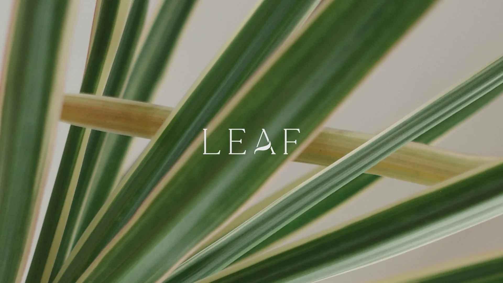 Leaf_Portfolio_9-16-01.jpg