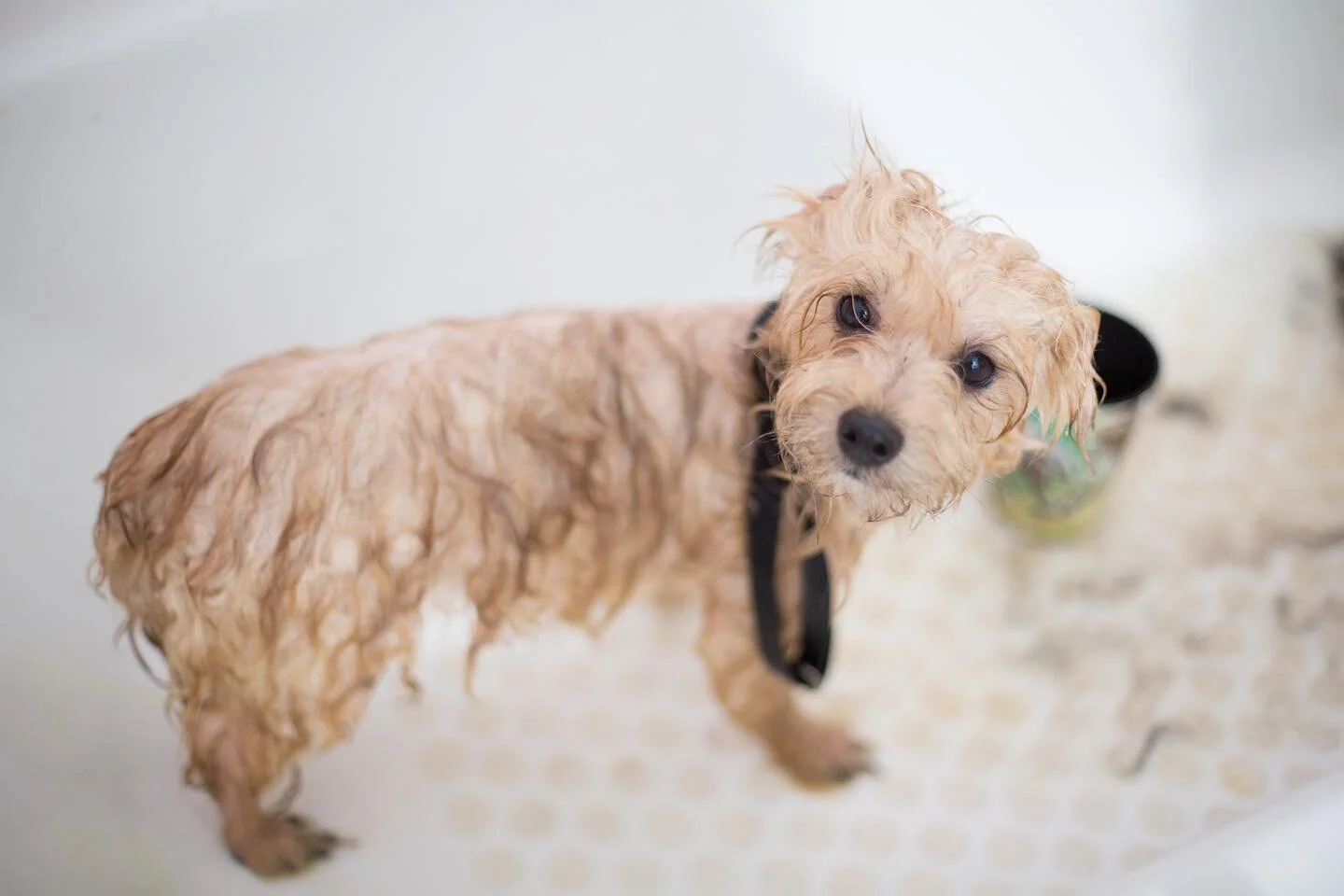 Check out this photo. I guess it was bath time! 

TBNY wants to create that enjoyment for your furry friend as we insist the bonding experience is like no other! 🐾🖤

Click the website link in our bio to shop. 🐾

📸: @abject 

#doglife #furbabies #