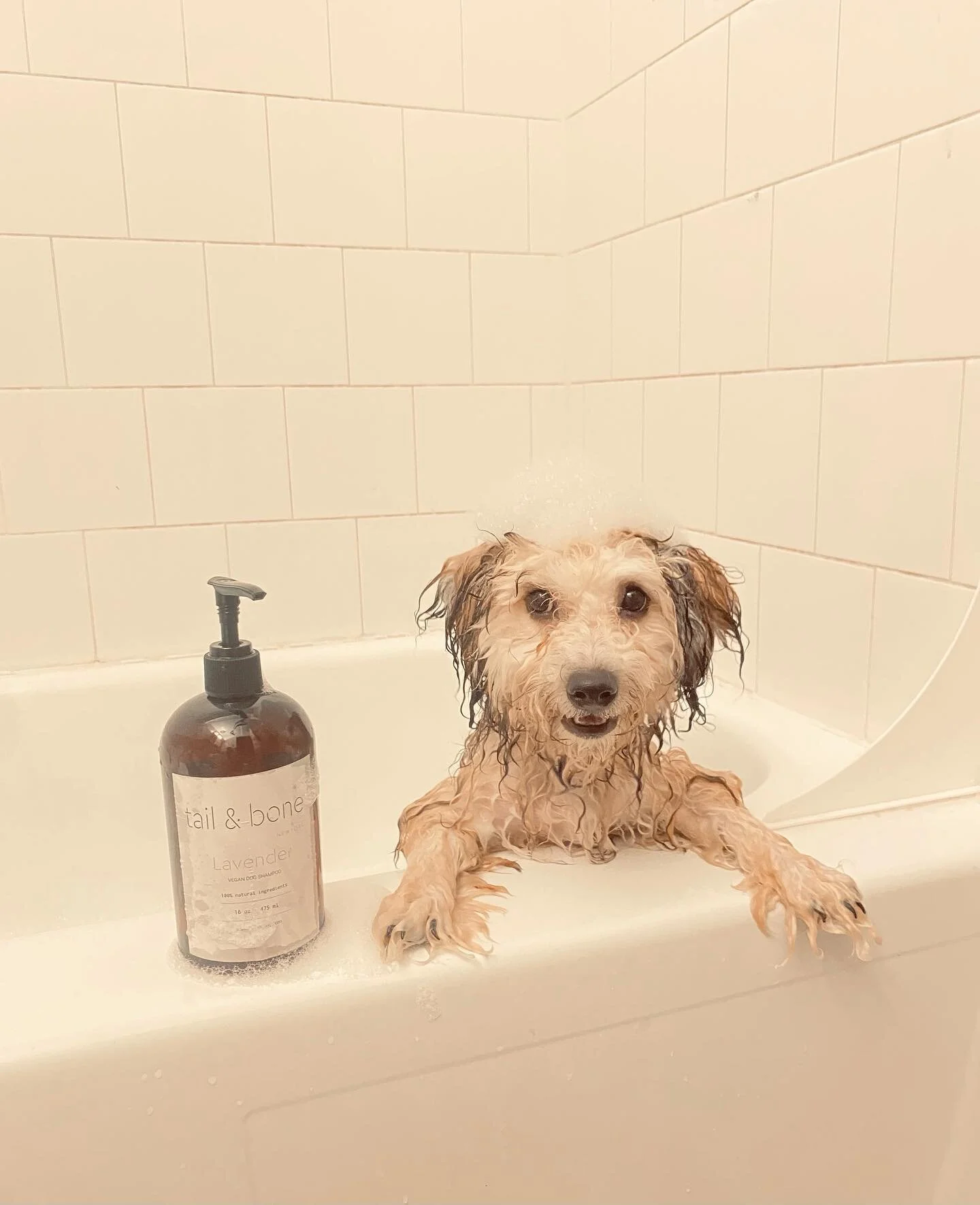 TBNY is glad to serve another satisfied customer! 🖤 

TBNY Vegan Shampoo is available NOW! 

** All customer who makes a purchase will receive a FREE 8oz Vegan Conditioner.*** 

TBNY can&rsquo;t wait to make more beautiful moments together! 🐾🖤