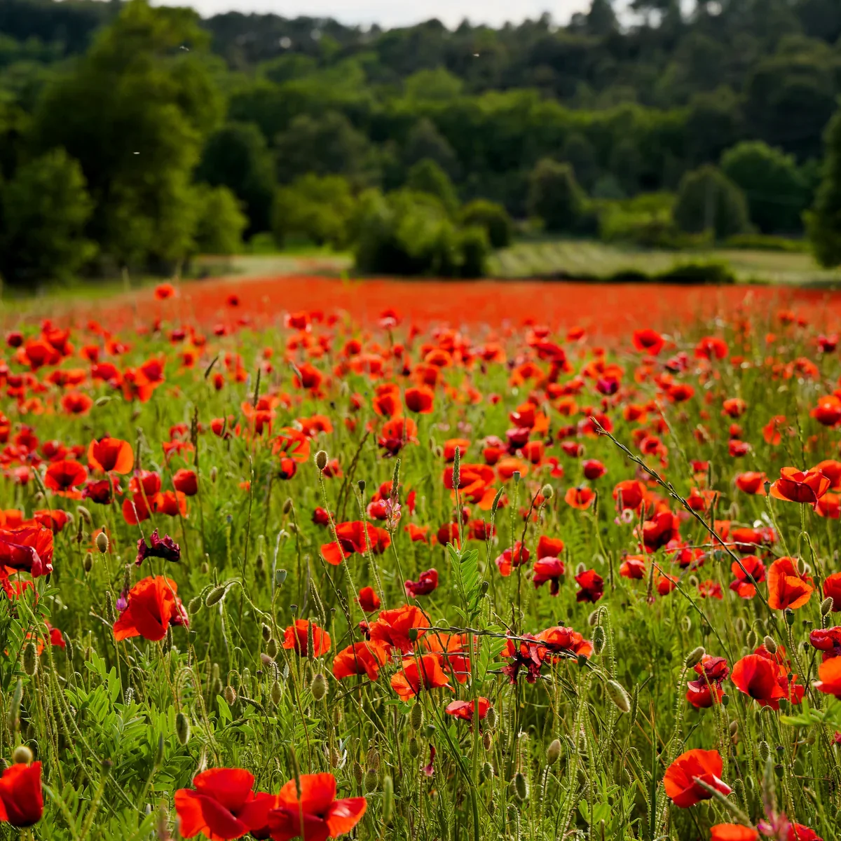 Remembrance Sunday Worship Service