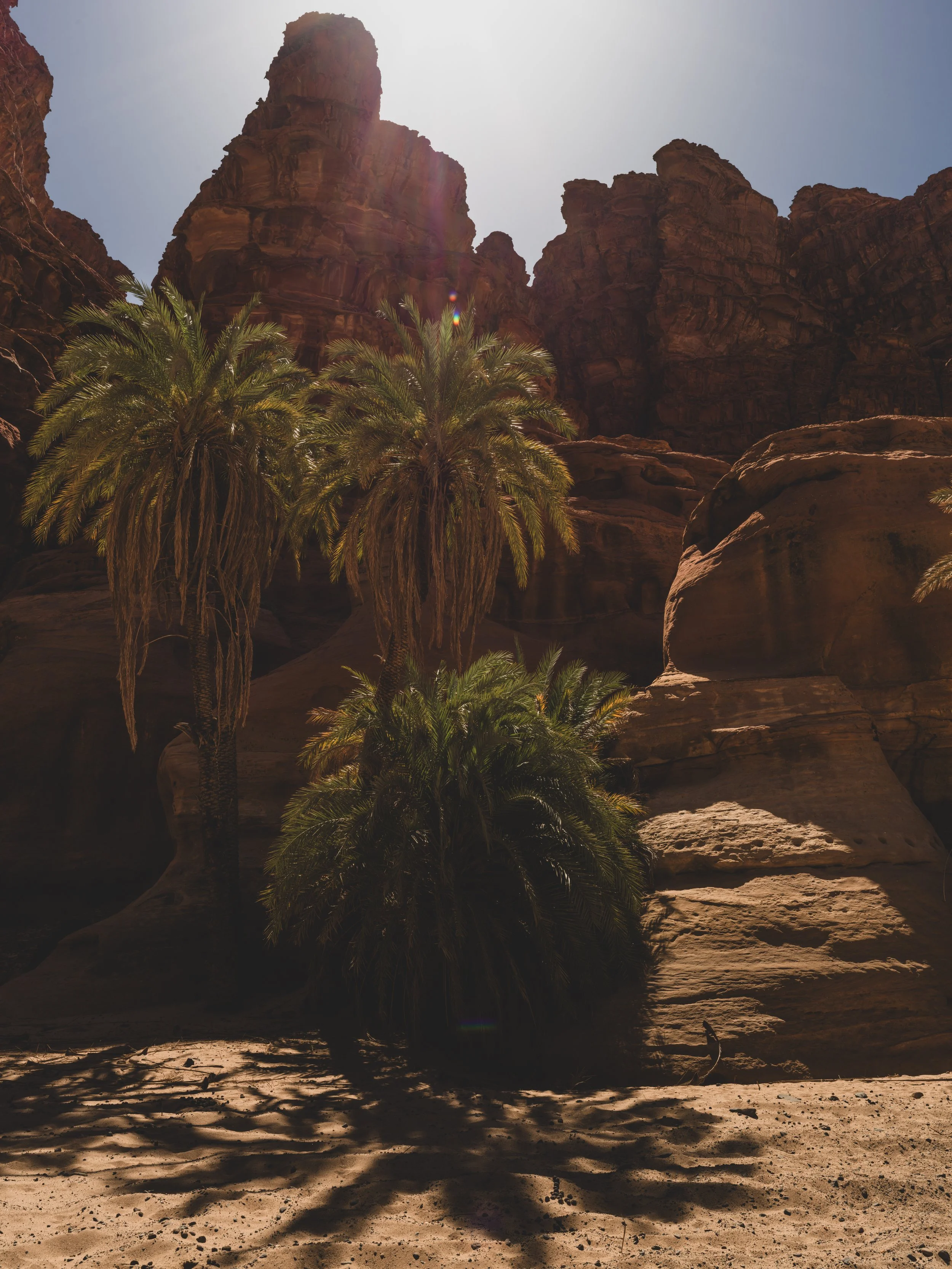 O•P - Website Images ( X2D II ) (Processing - Custom) - (Not Cropped) (For Sharing) (-) (090126)-26.jpg