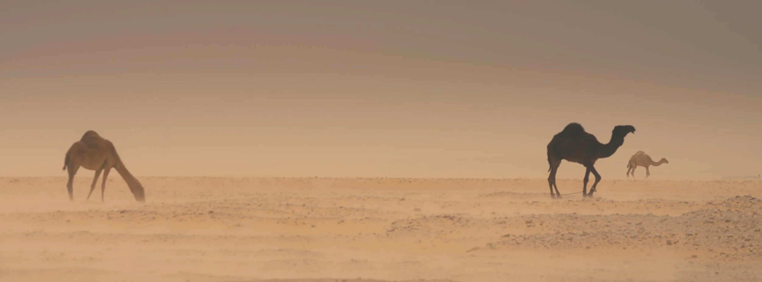 O•P - Website Images ( X2D II ) (Processing - Custom) - (Not Cropped) (For Sharing) (-) (090126)-34.jpg