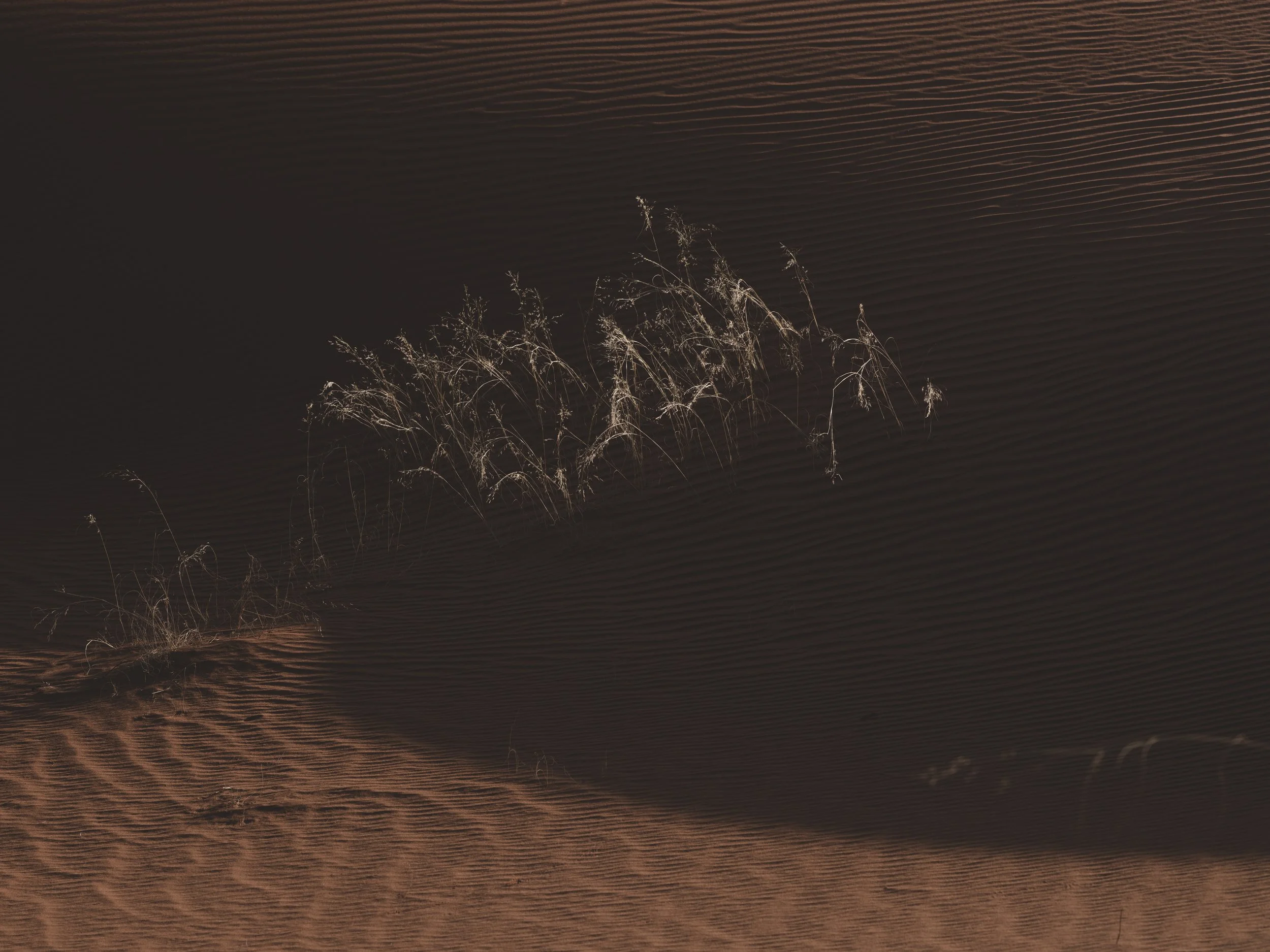 O•P - Website Images ( X2D II ) (Processing - Custom) - (Not Cropped) (For Sharing) (-) (090126)-72.jpg