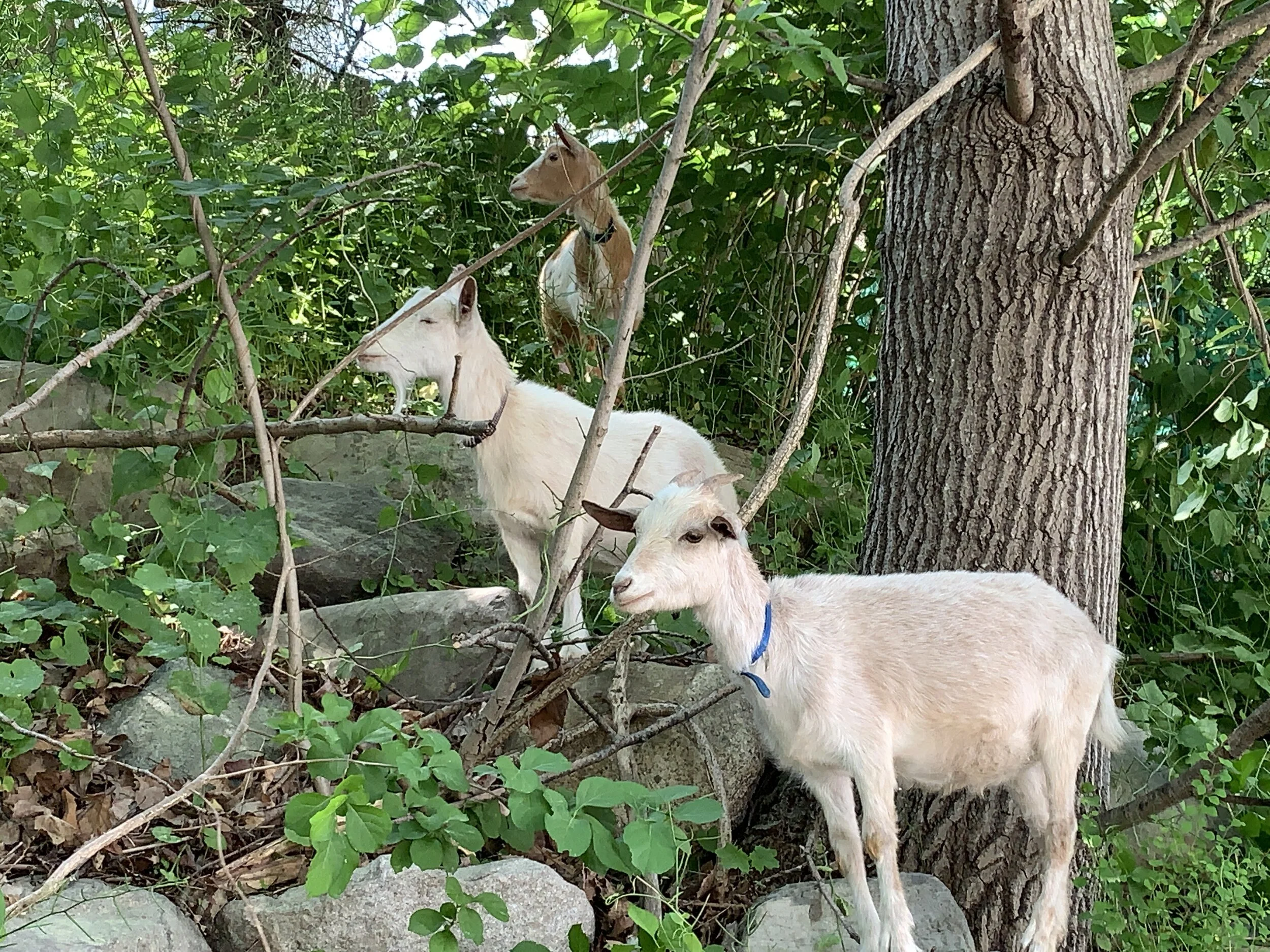 Goats of Dover