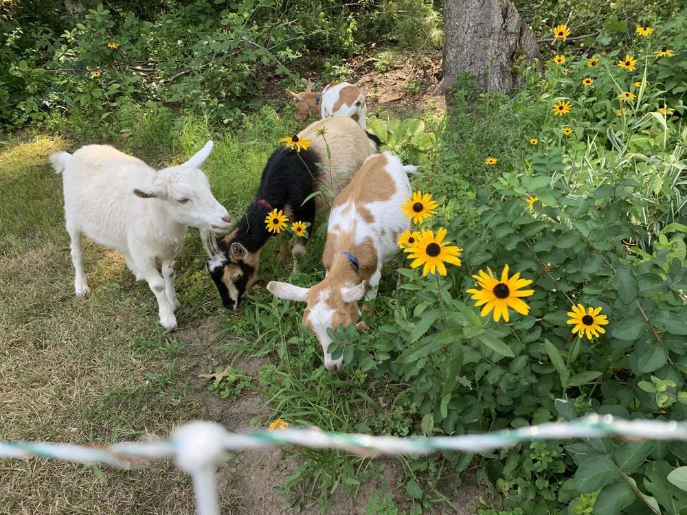General 2 — Goats of Dover