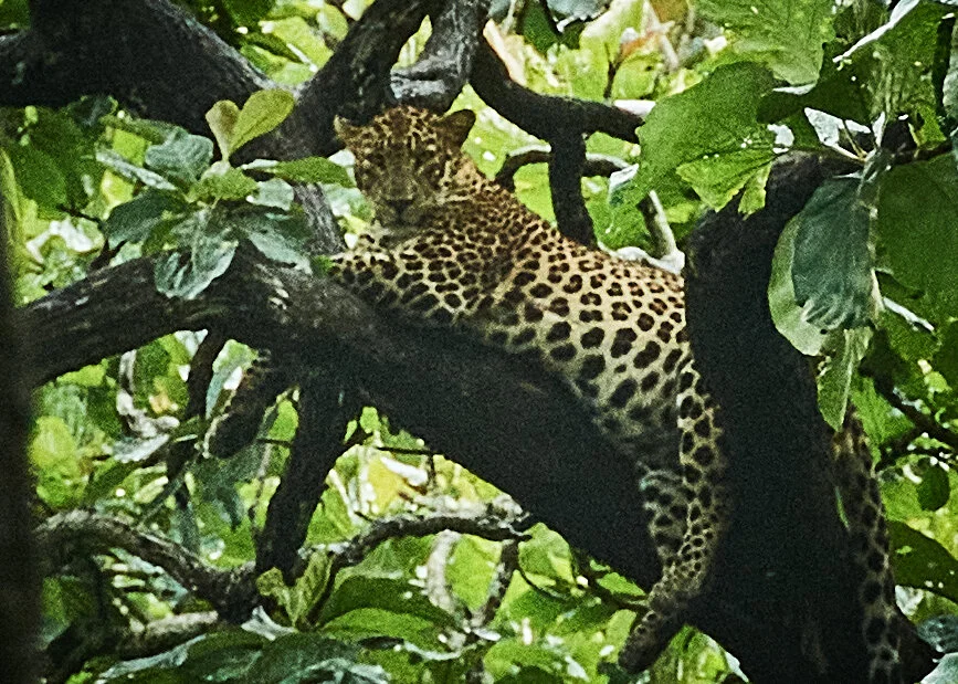 Scarface safely ensconced in the foliage -Kabini