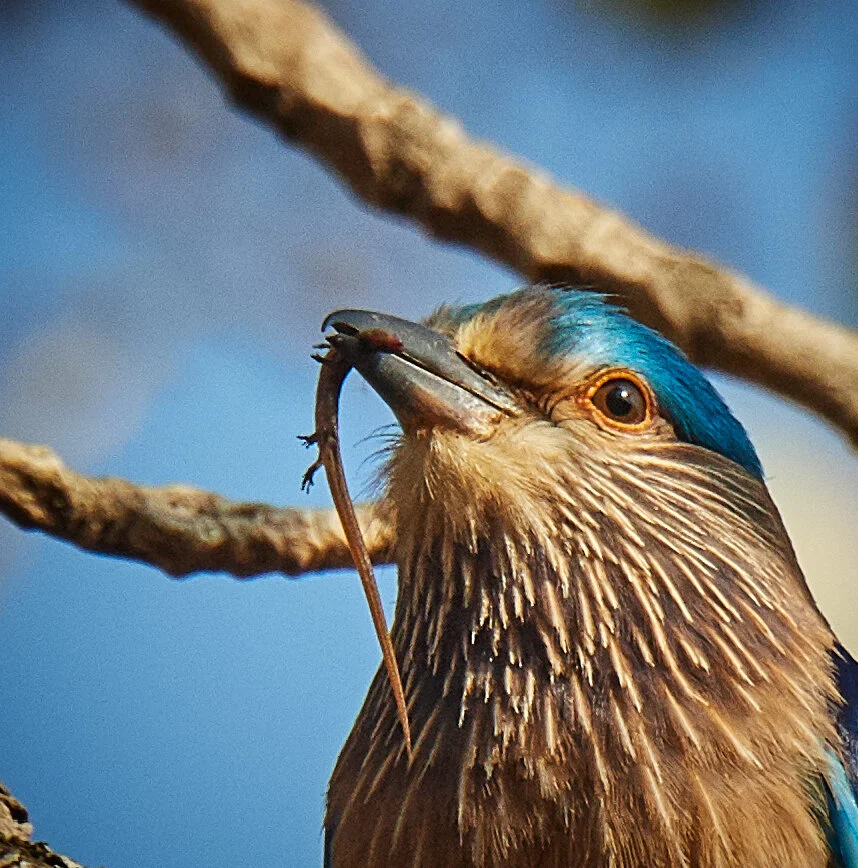 Blue Jay with Lizard- Bandipur