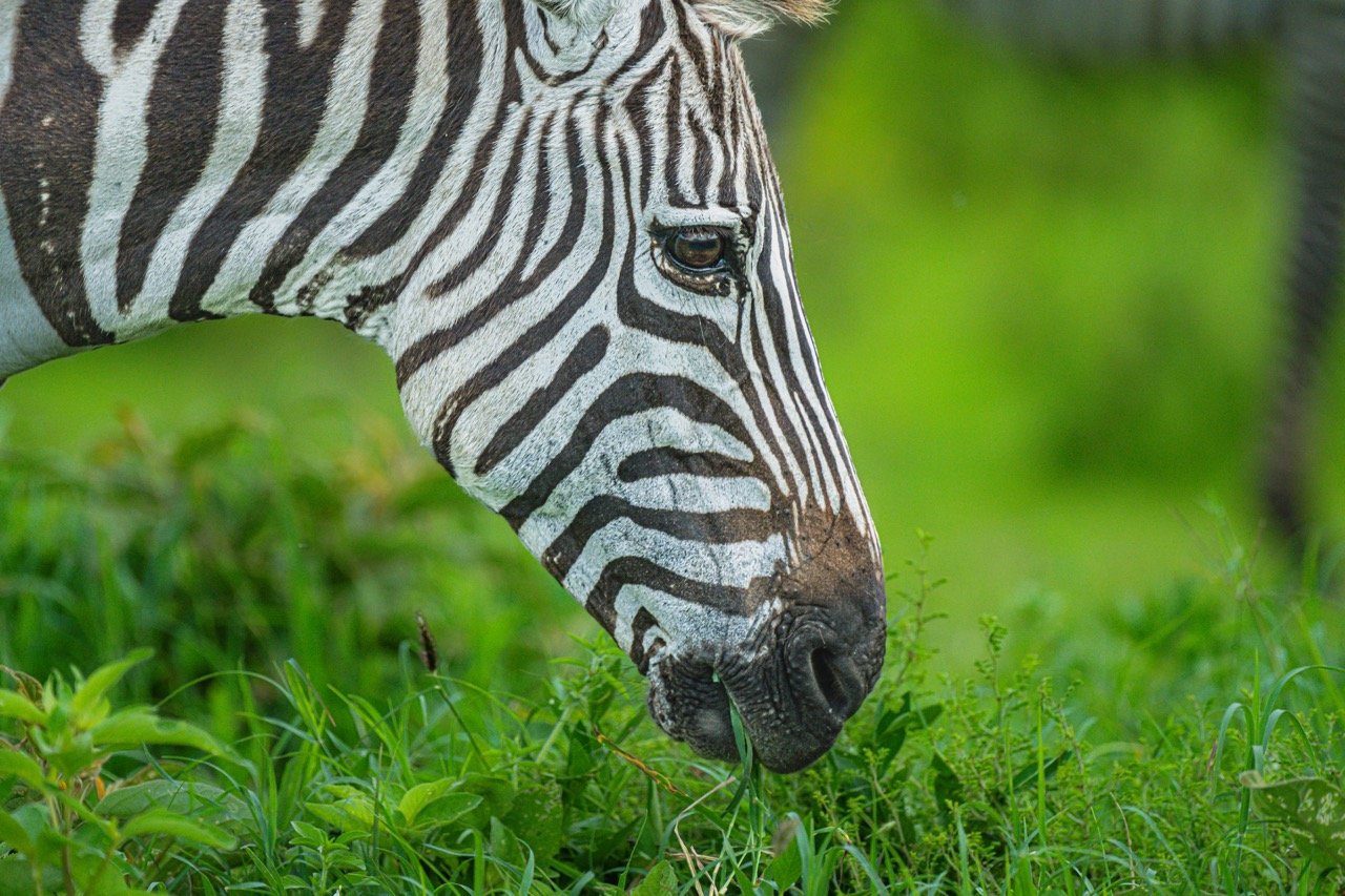 This grass is as juicy as it is fragrant