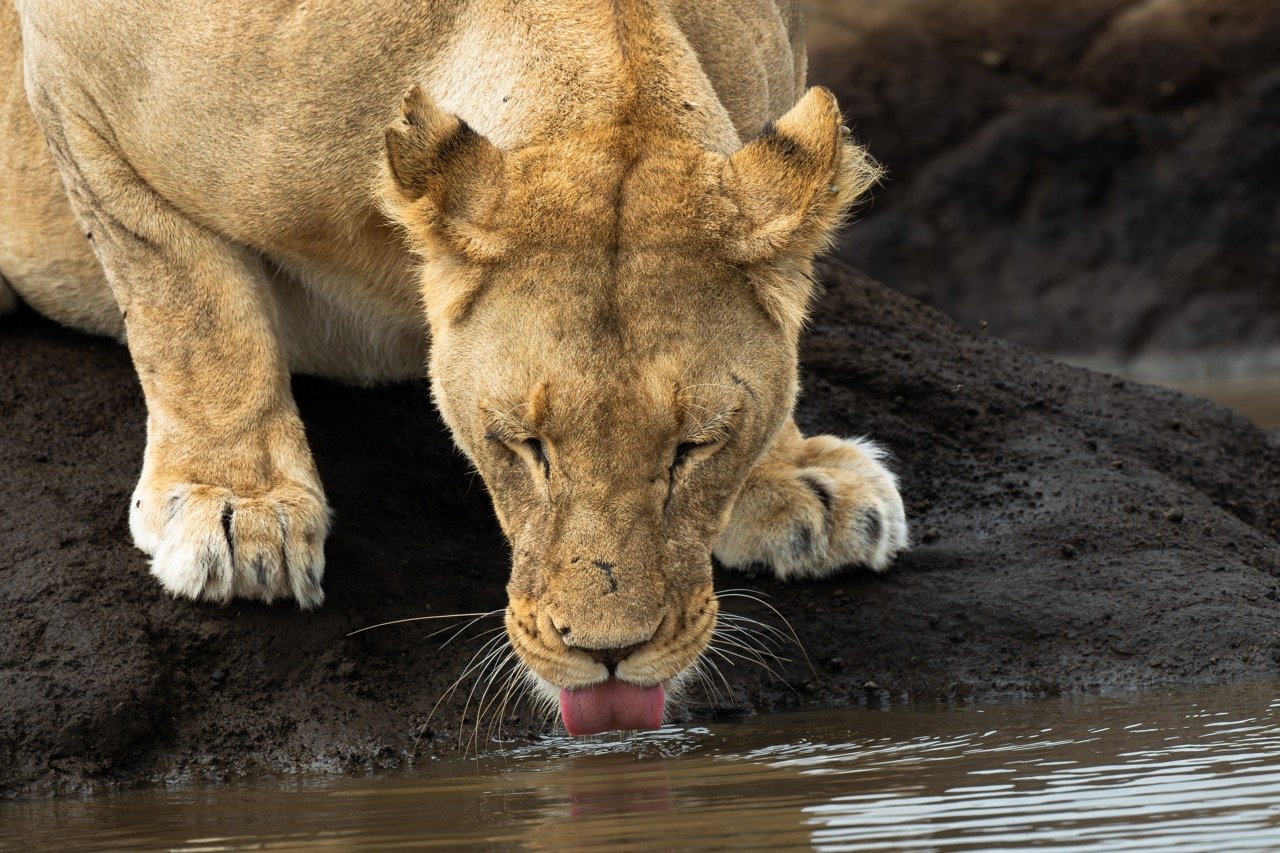 Cats TUCK the tip of their tongues and scoop up drinking water They don't lap it up