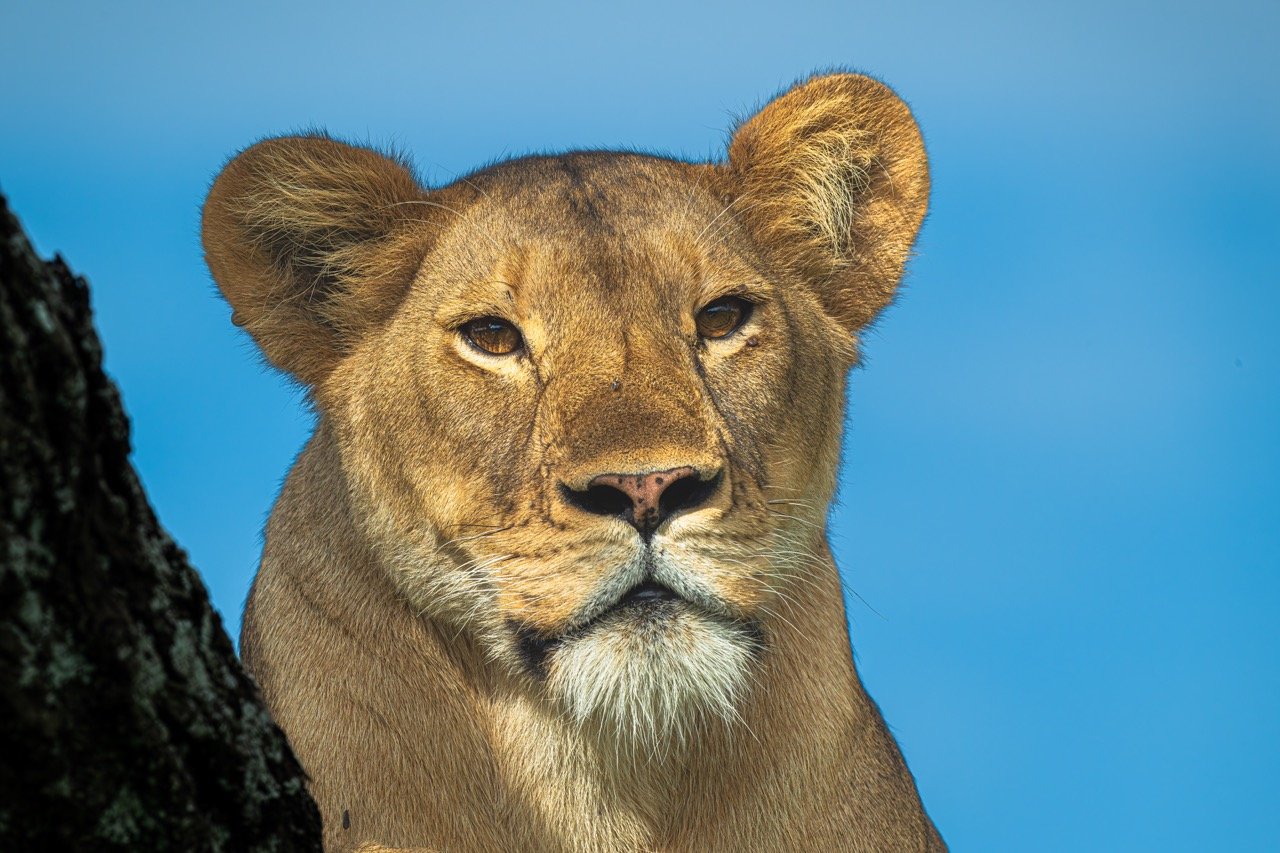 Lions are comfortable dozing in trees A lioness gazing down at potential prey from high up