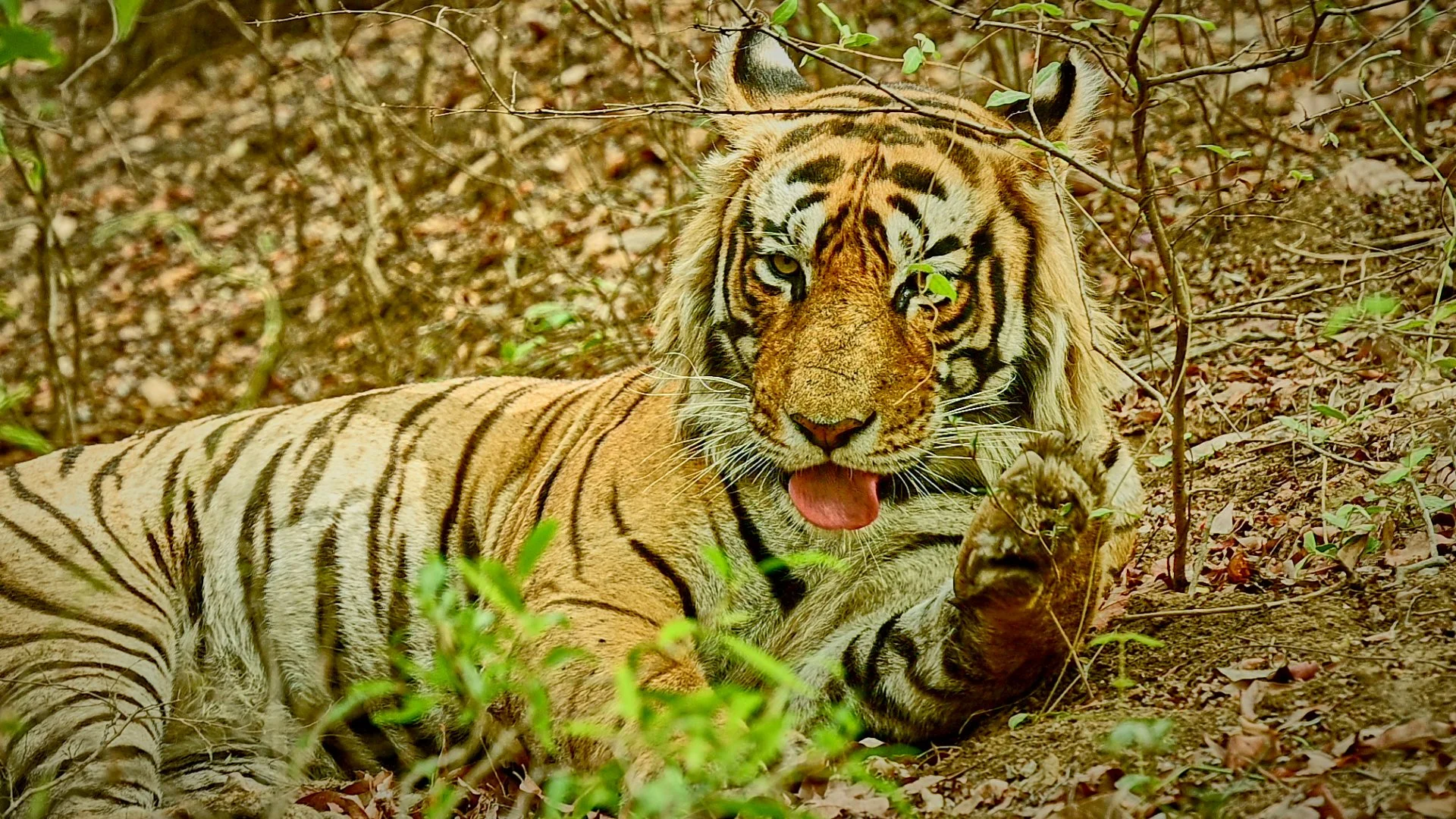 T 86 A massive male Hangs out in Zone 4/5 Father of Shaktis cubs Ignored us even though we were within touching distance