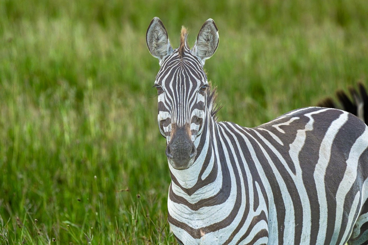 My B & W stripes are designed to confuse eyesight of lions