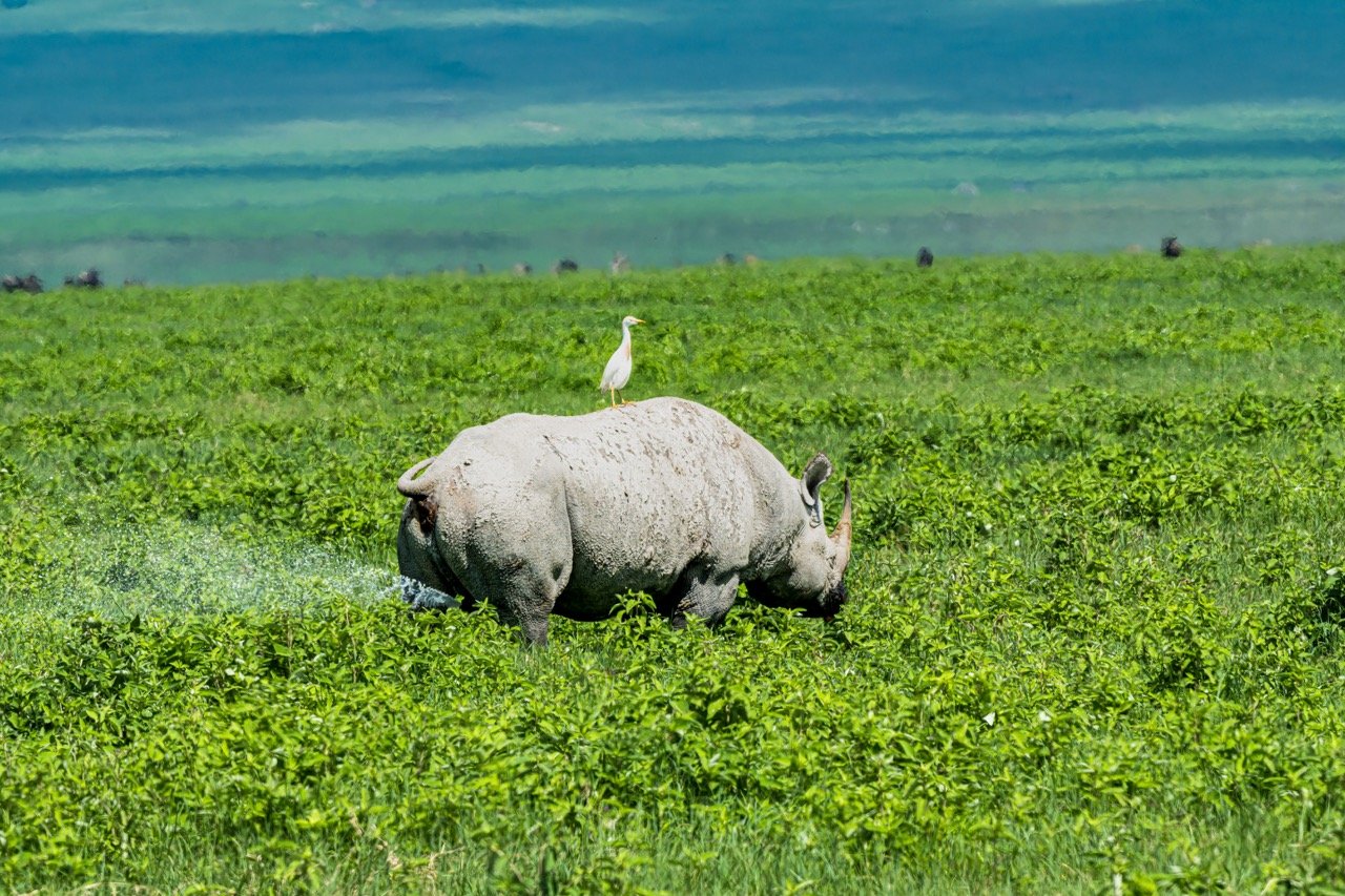The power of a Rhino Pee would launch a mosquito to the Moon