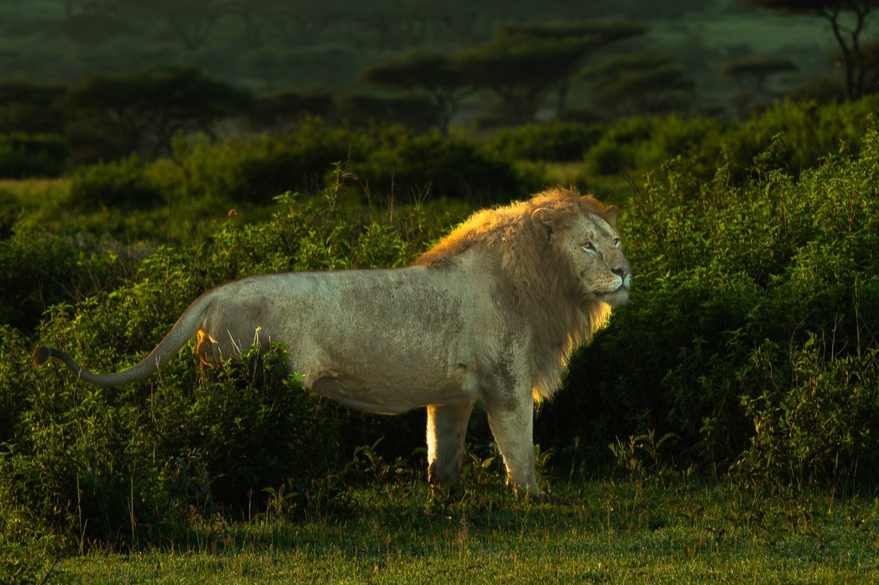 Light catching mane
