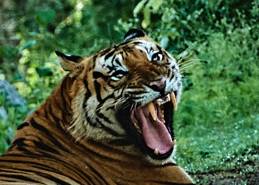 Tiger tank Male yawning after a sound nap- Kabini