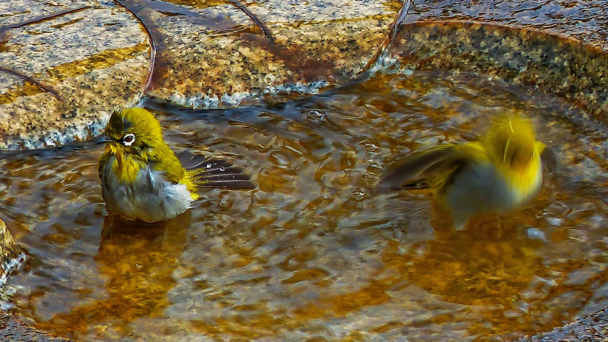 ORIENTAL WHITE EYE IN THE BIRDBATH-5.jpg