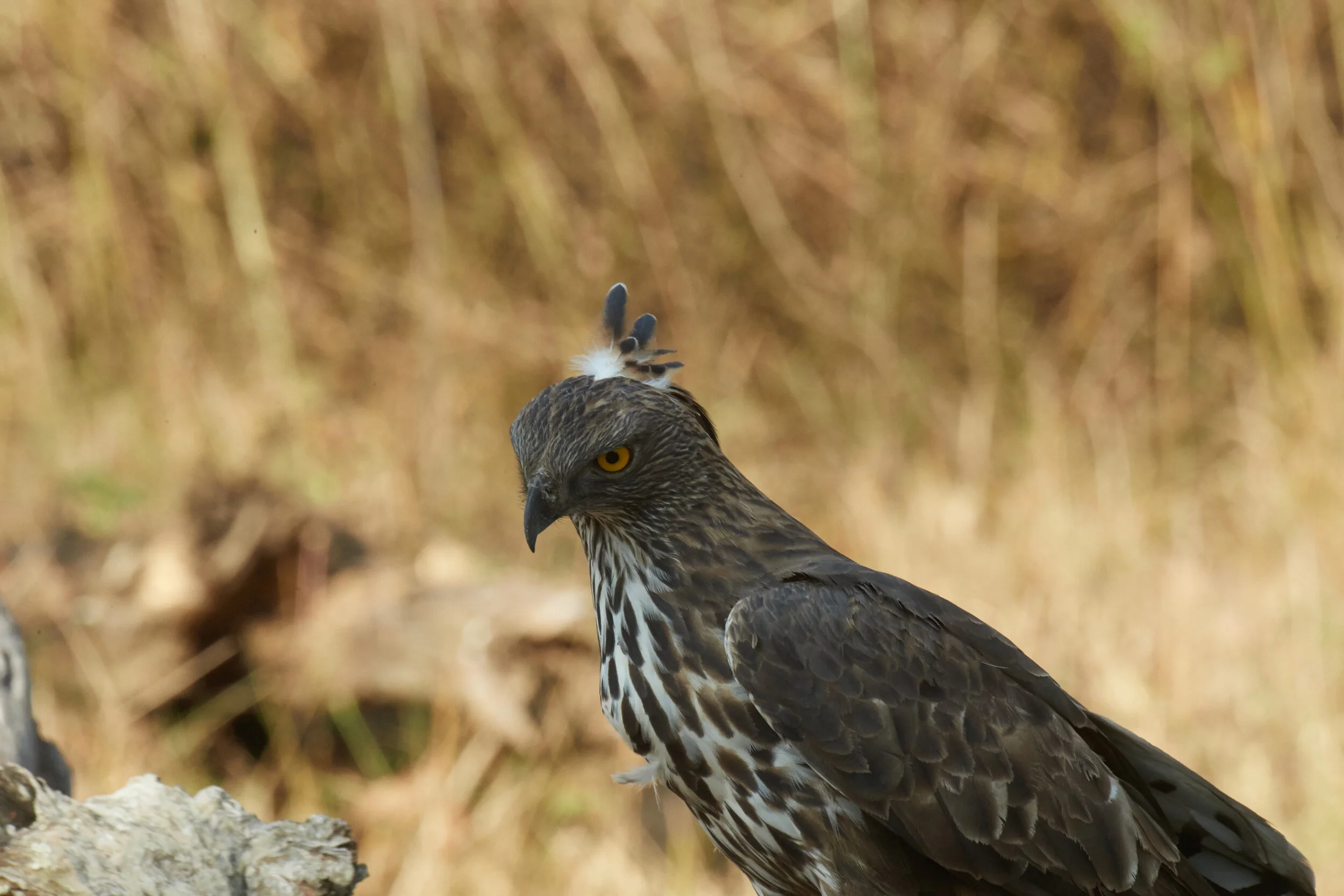 Crested hawk eagle contemplating his next move sitting on a log- Kabini