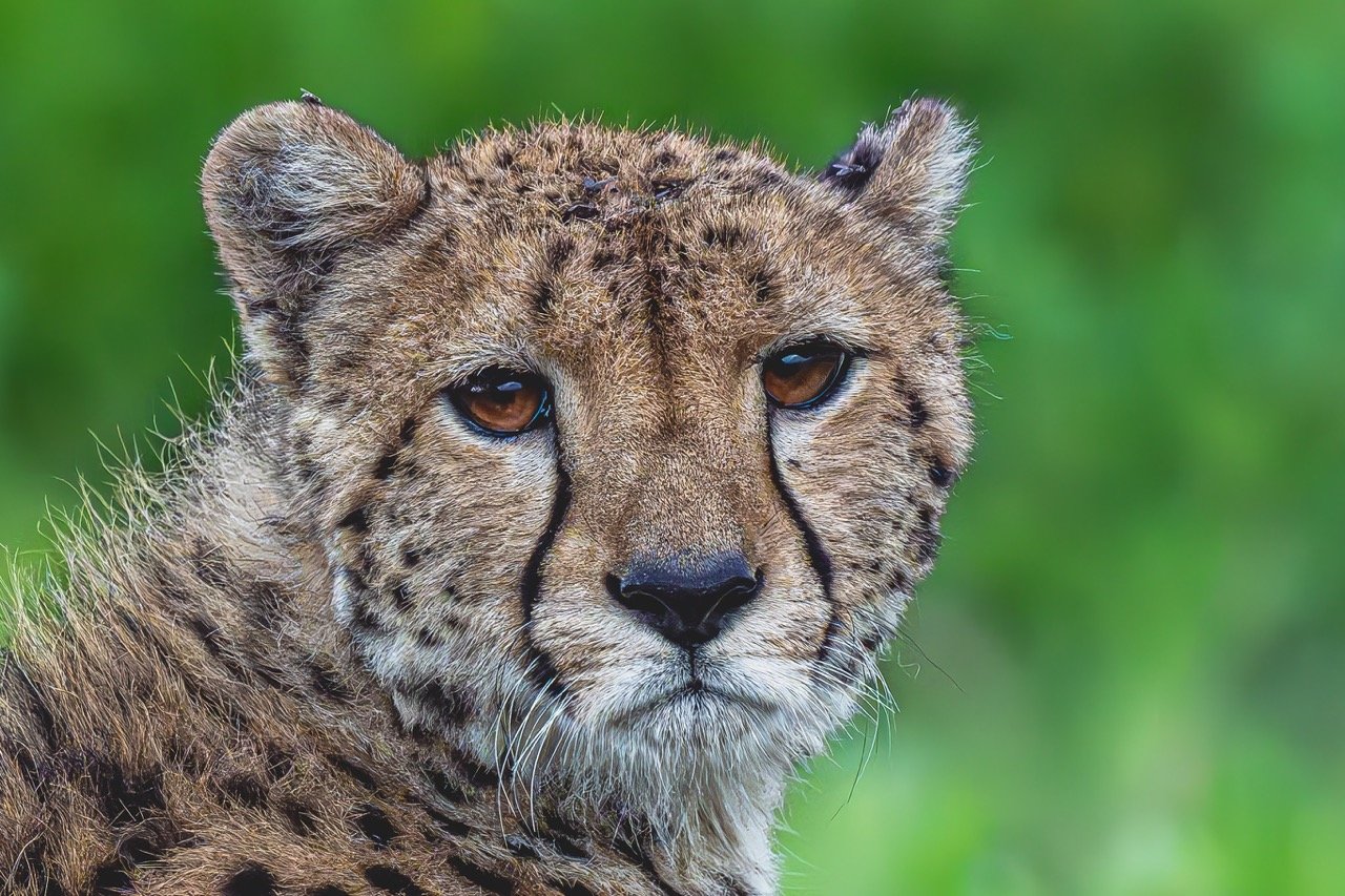 Purty Lady Cheetah They tend to look back periodically