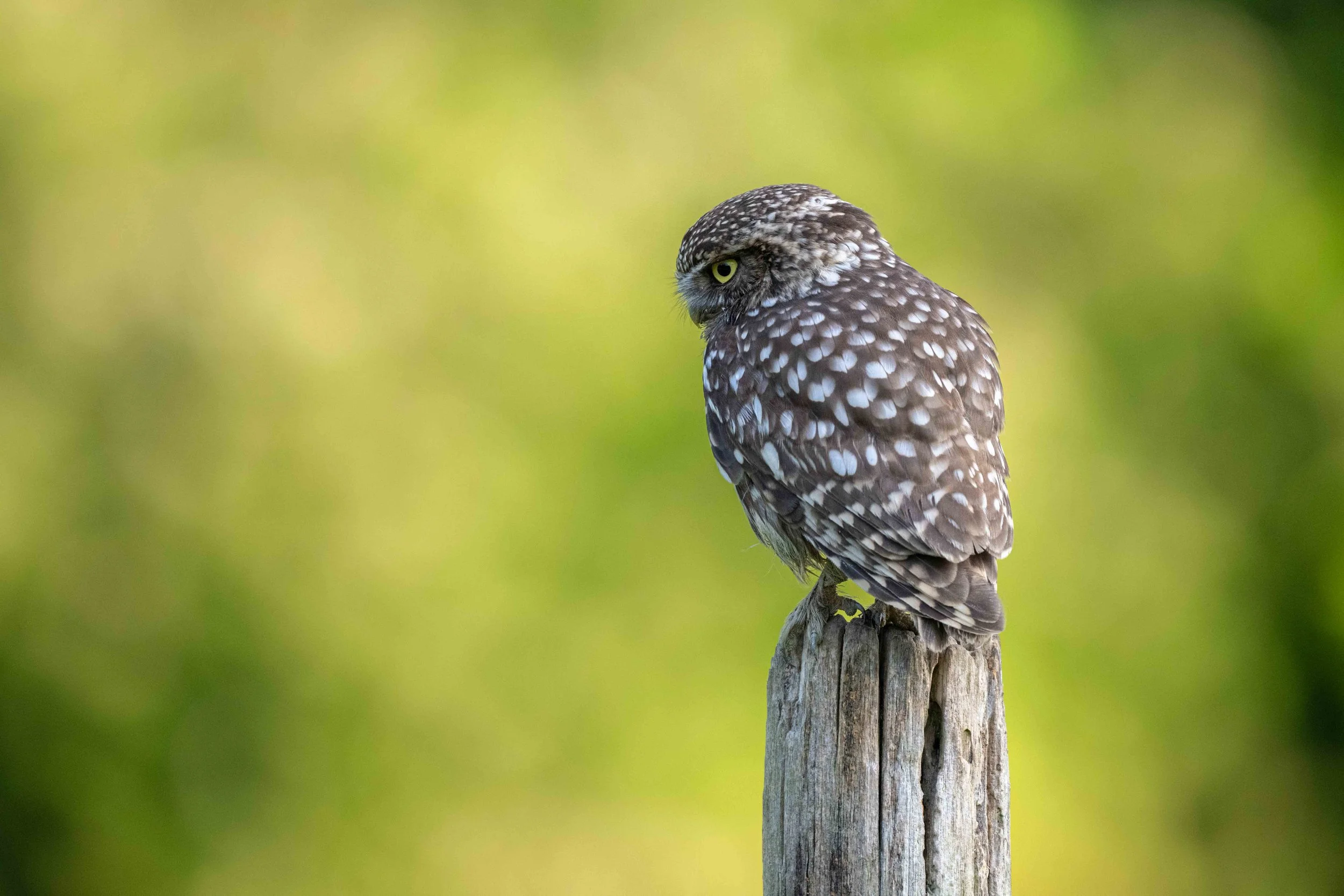 A small owl with brown and white feathers perched on a weathered wooden post against a blurred green background.
