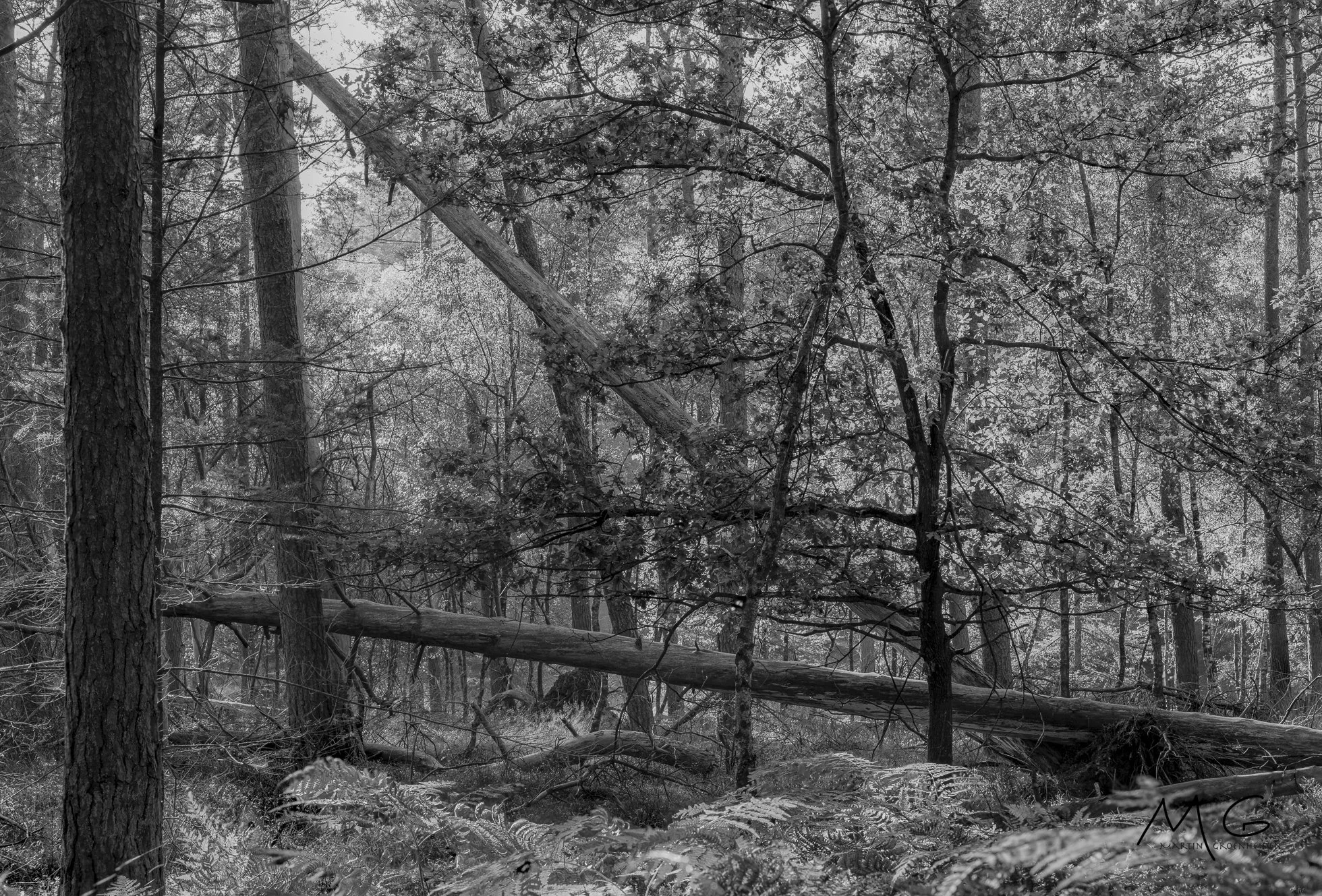 Black and white photo of a dense forest with tall trees, fallen logs, and foliage. There is a fallen tree leaning diagonally across the scene.