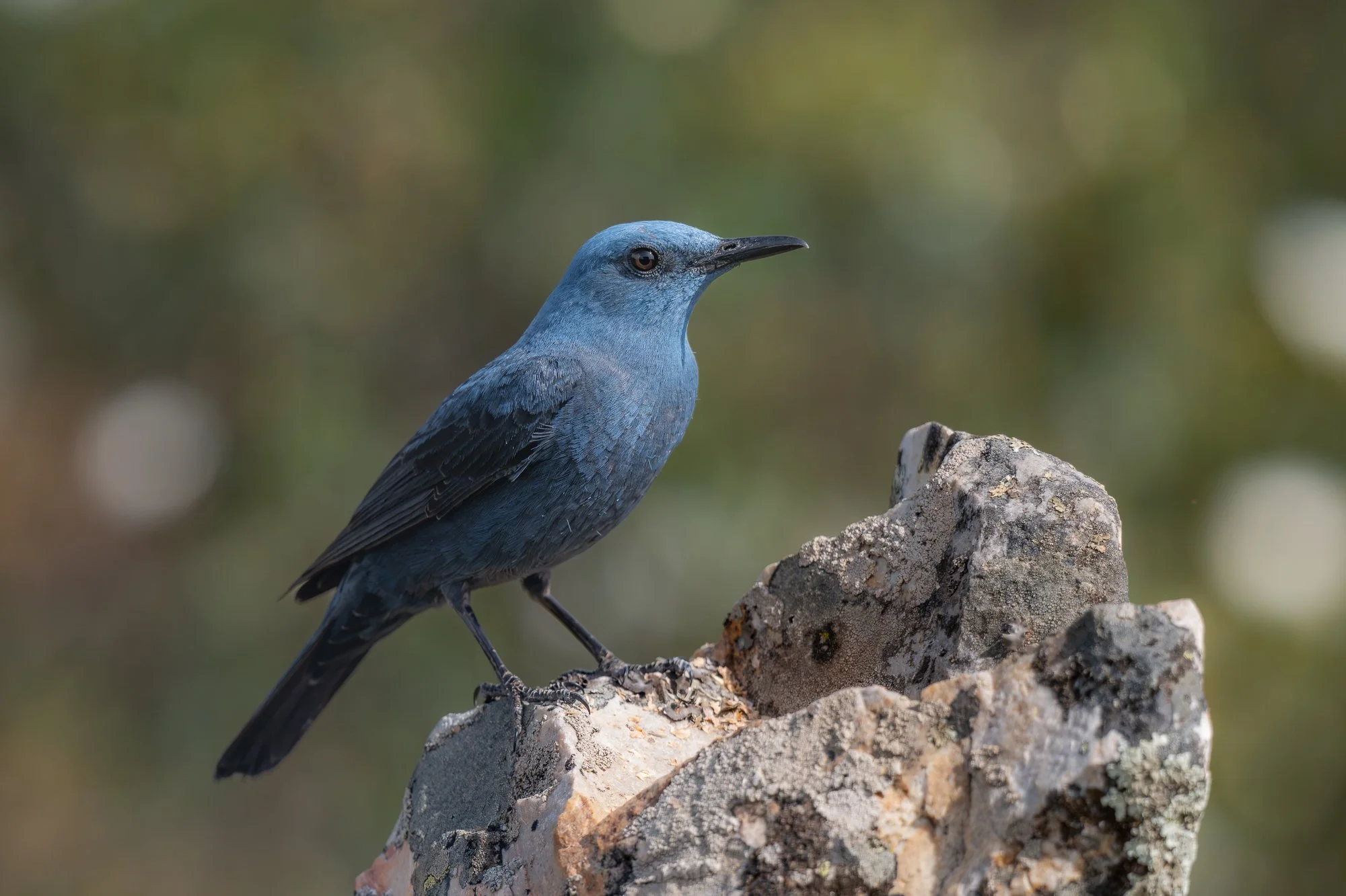 blauwe rotslijster-MZ8_1616.jpg