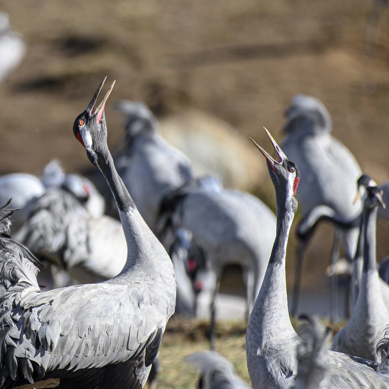 kraanvogel, common crane