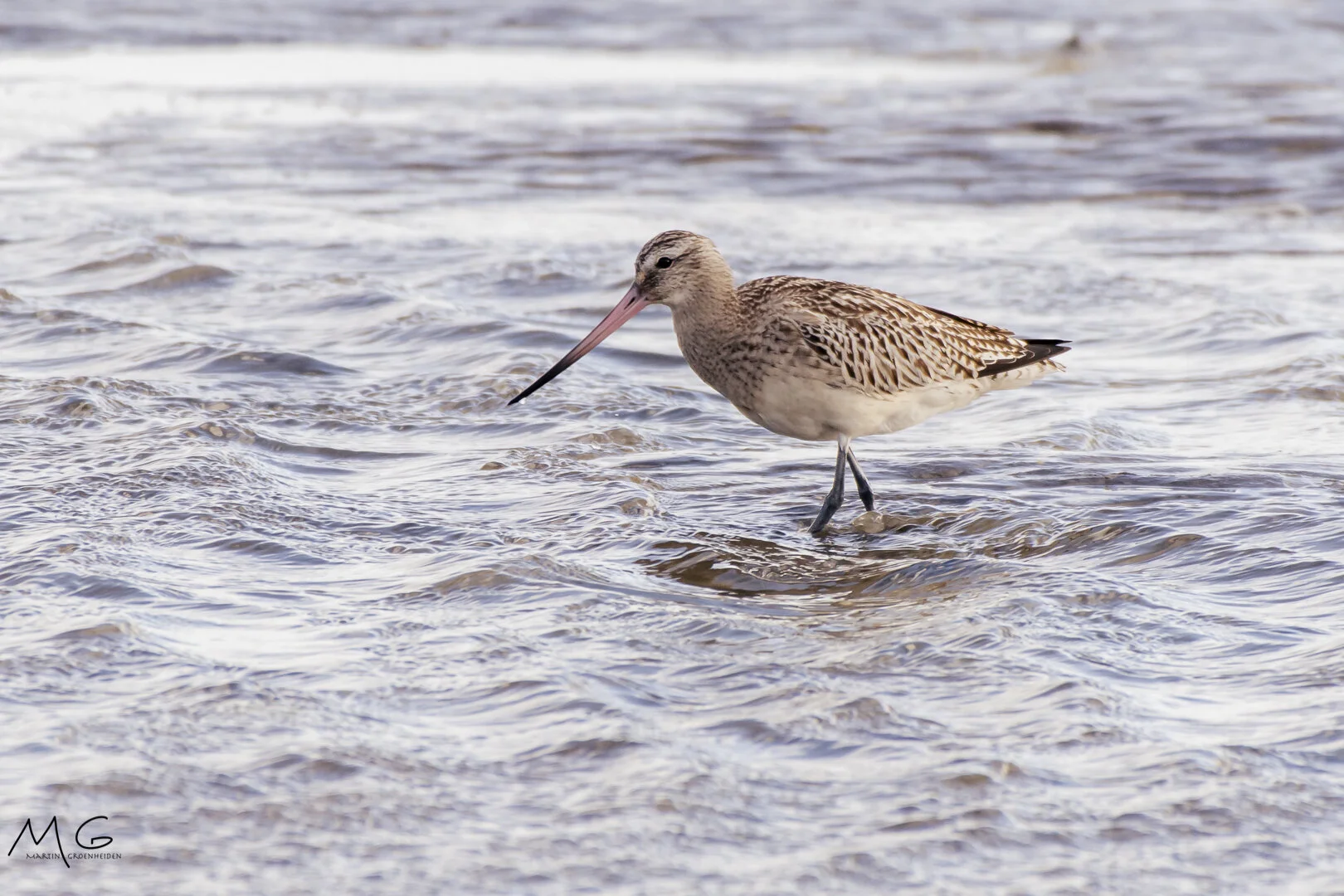 rosse grutto, bar-tailed godwit