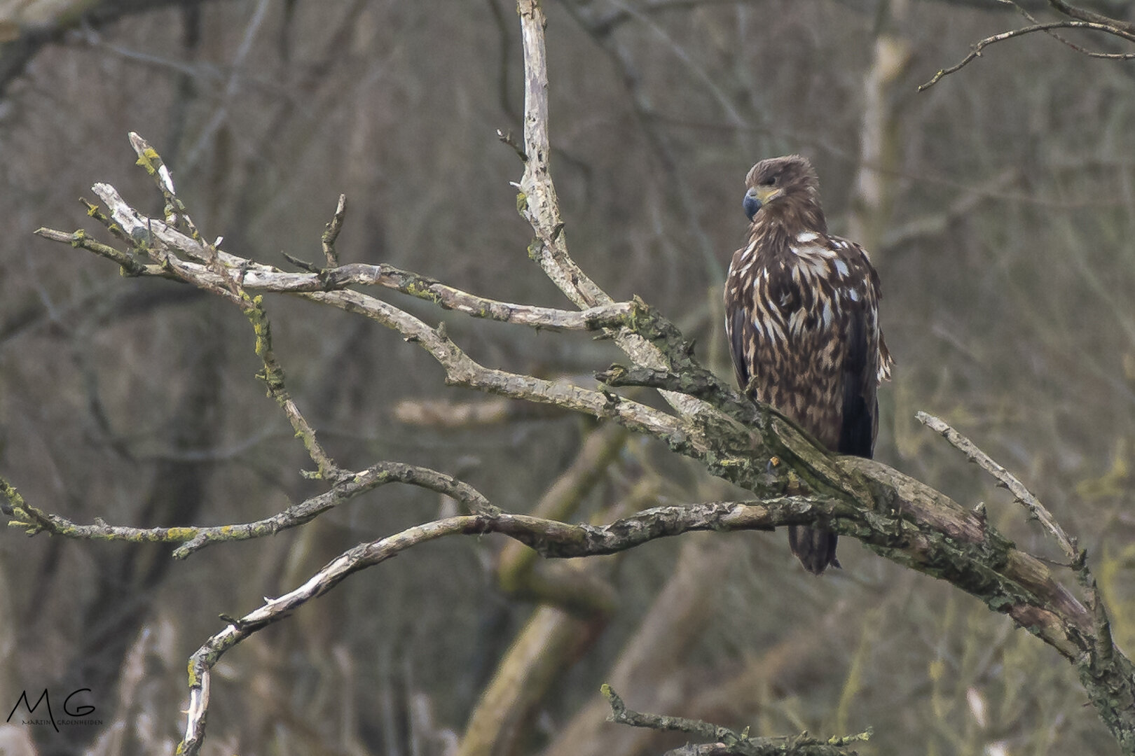 zeearend, white-tailed eagle