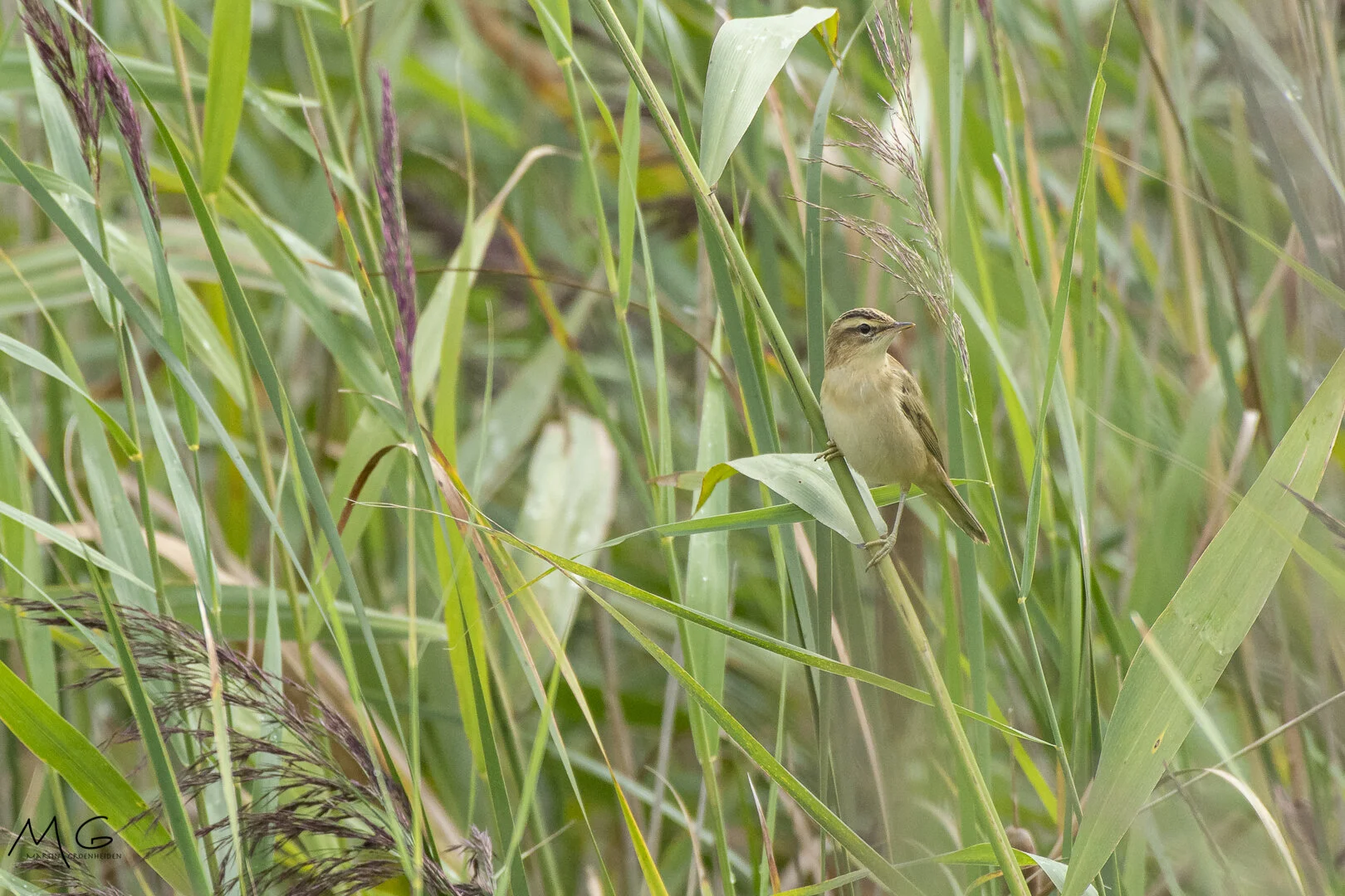 rietzanger, sedge warbler