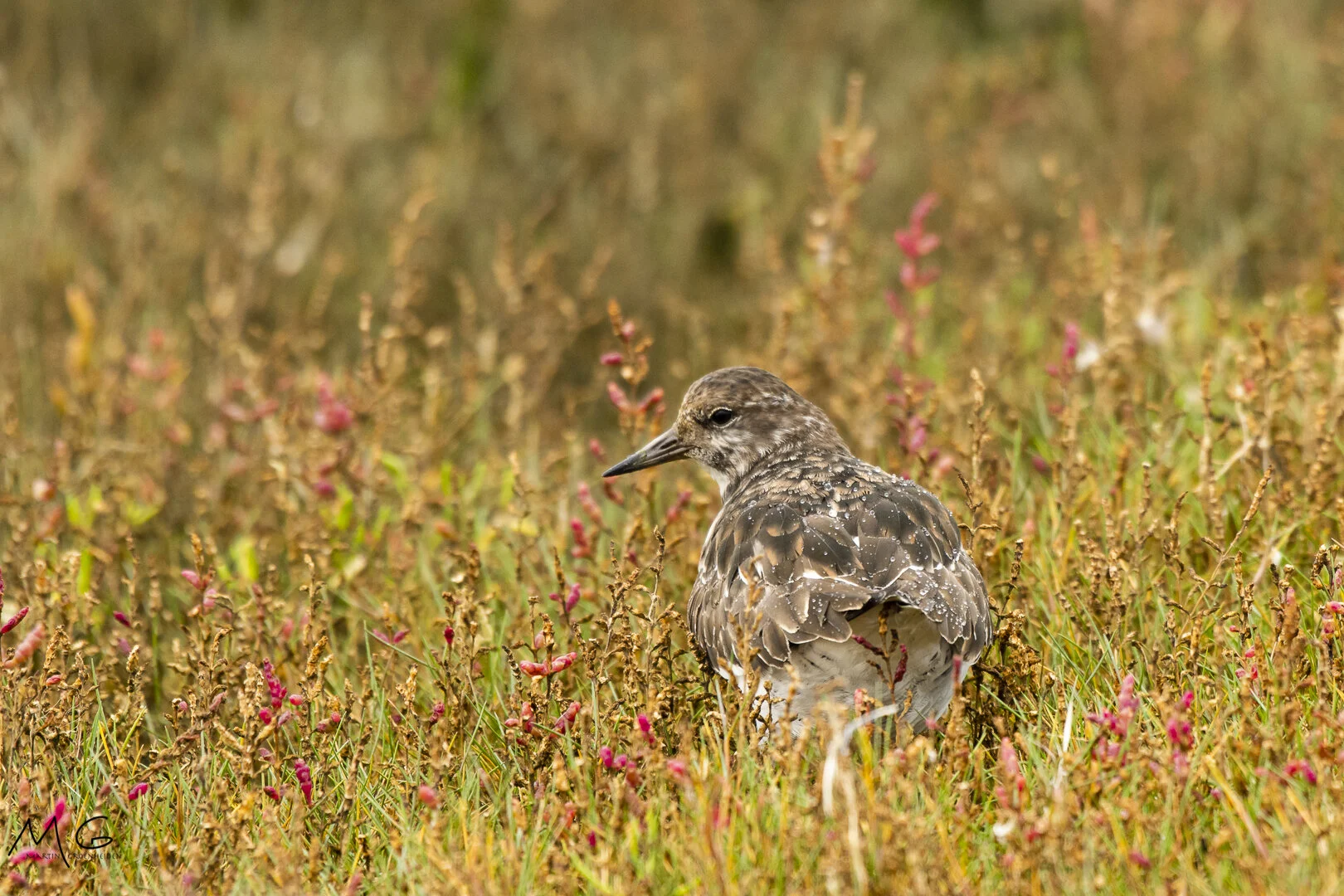 steenloper, ruddy turnstone
