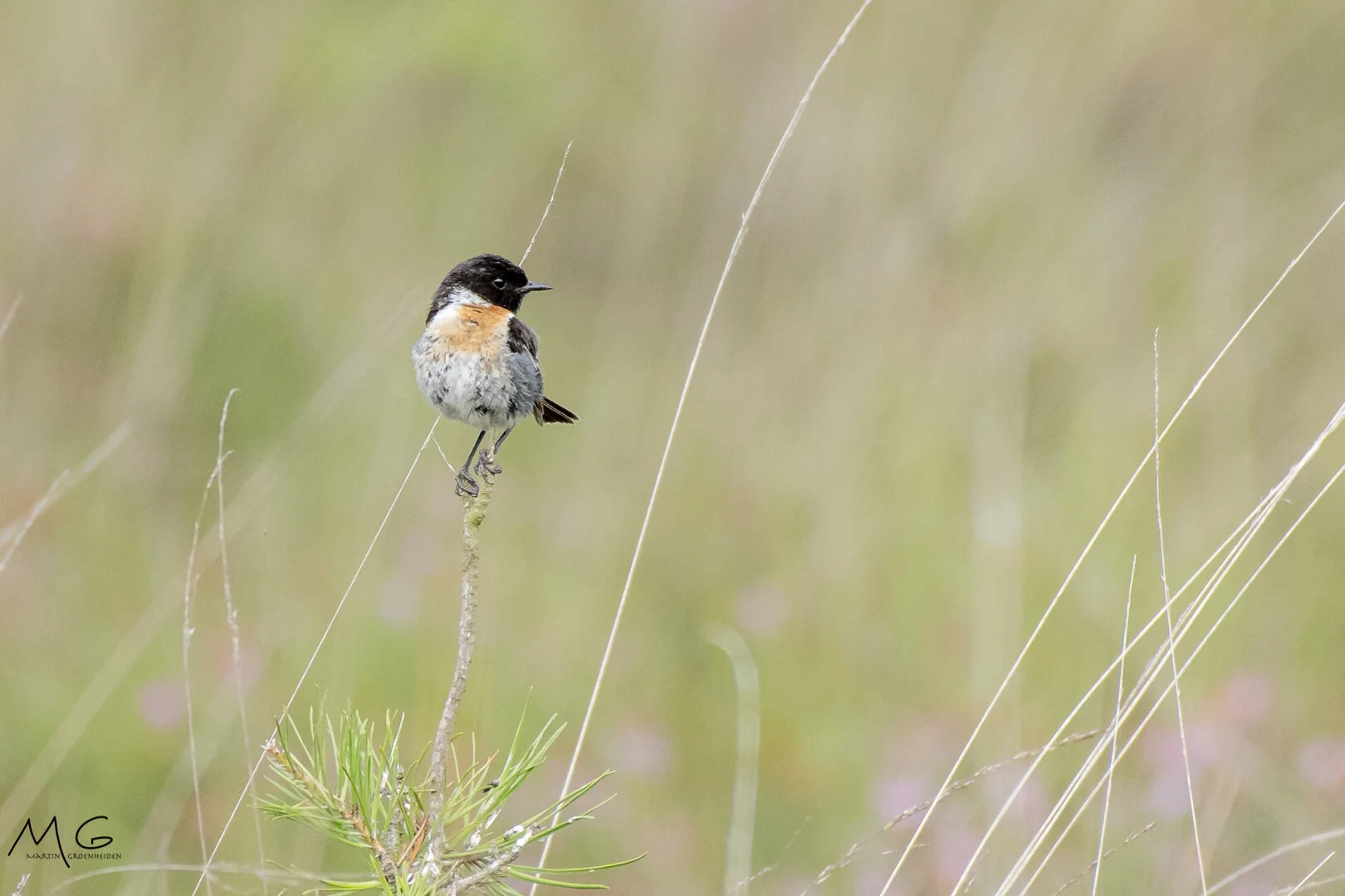 roodborsttapuit, stonechat
