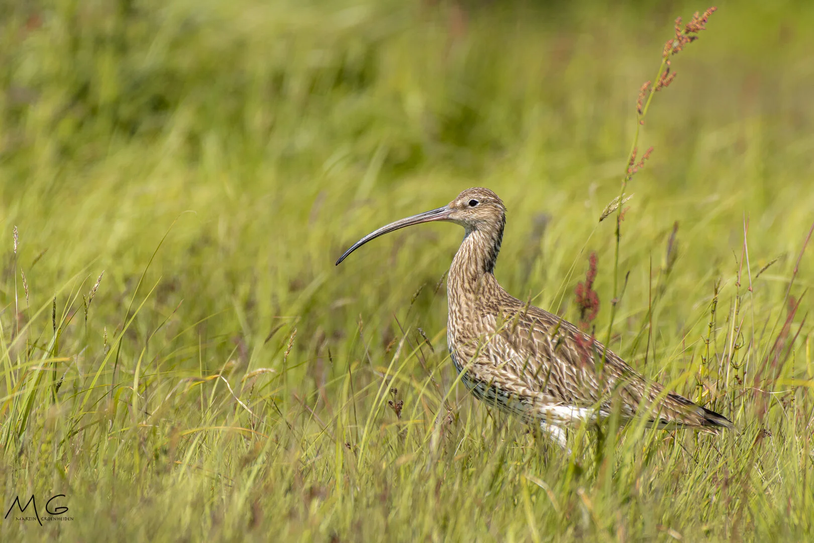 wulp, curlew