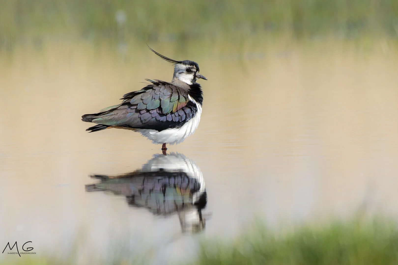 kievit, northern lapwing, weidevogels