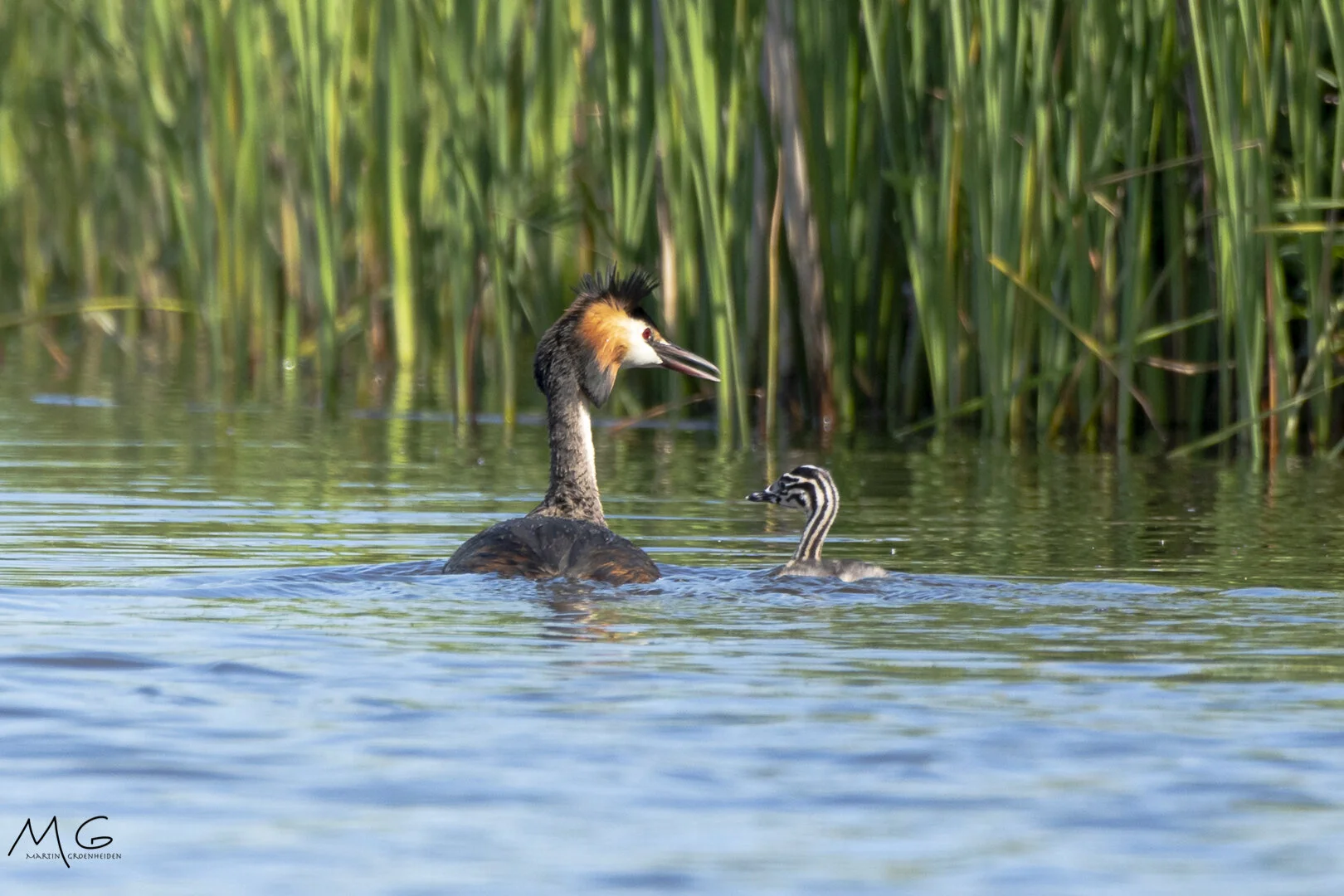 Fuut met jong, great crested grebe