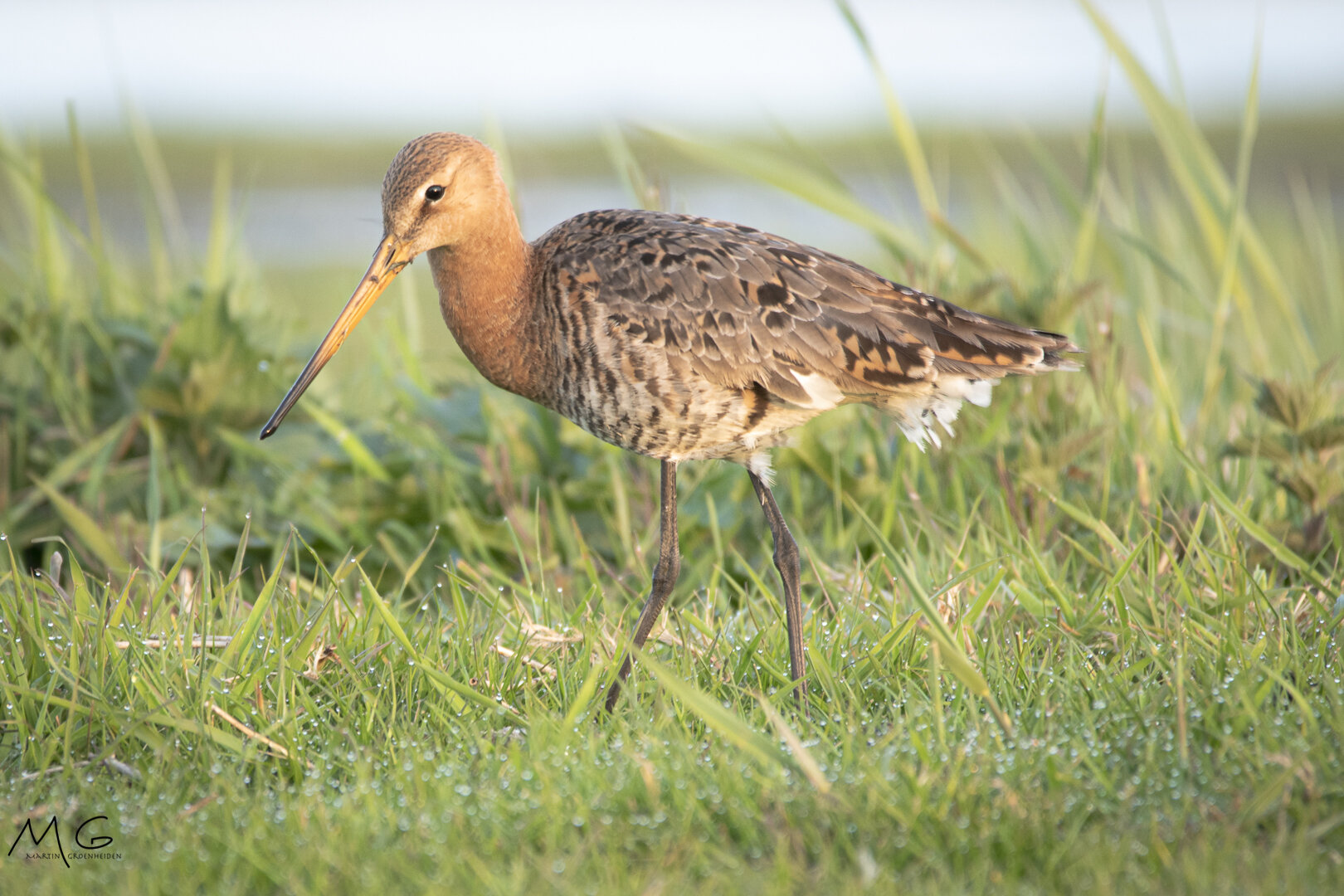 grutto, godwit