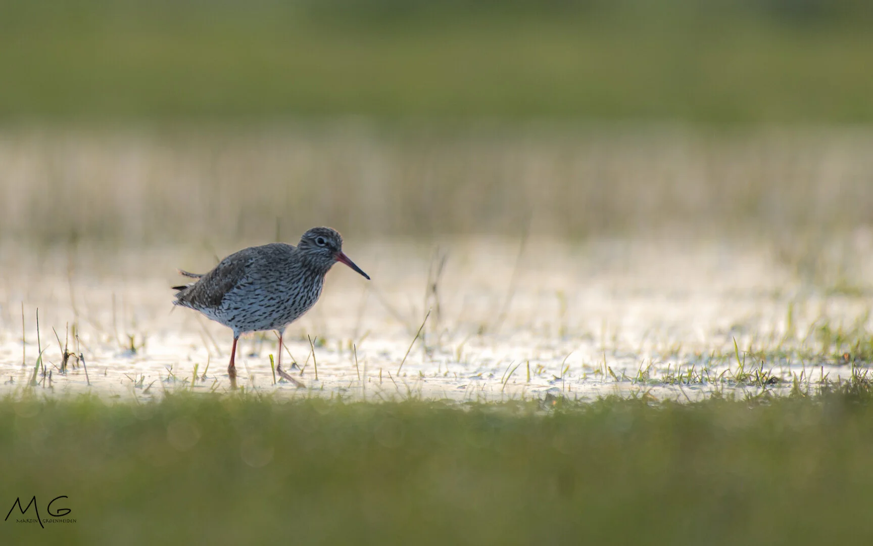 tureluur, redshank