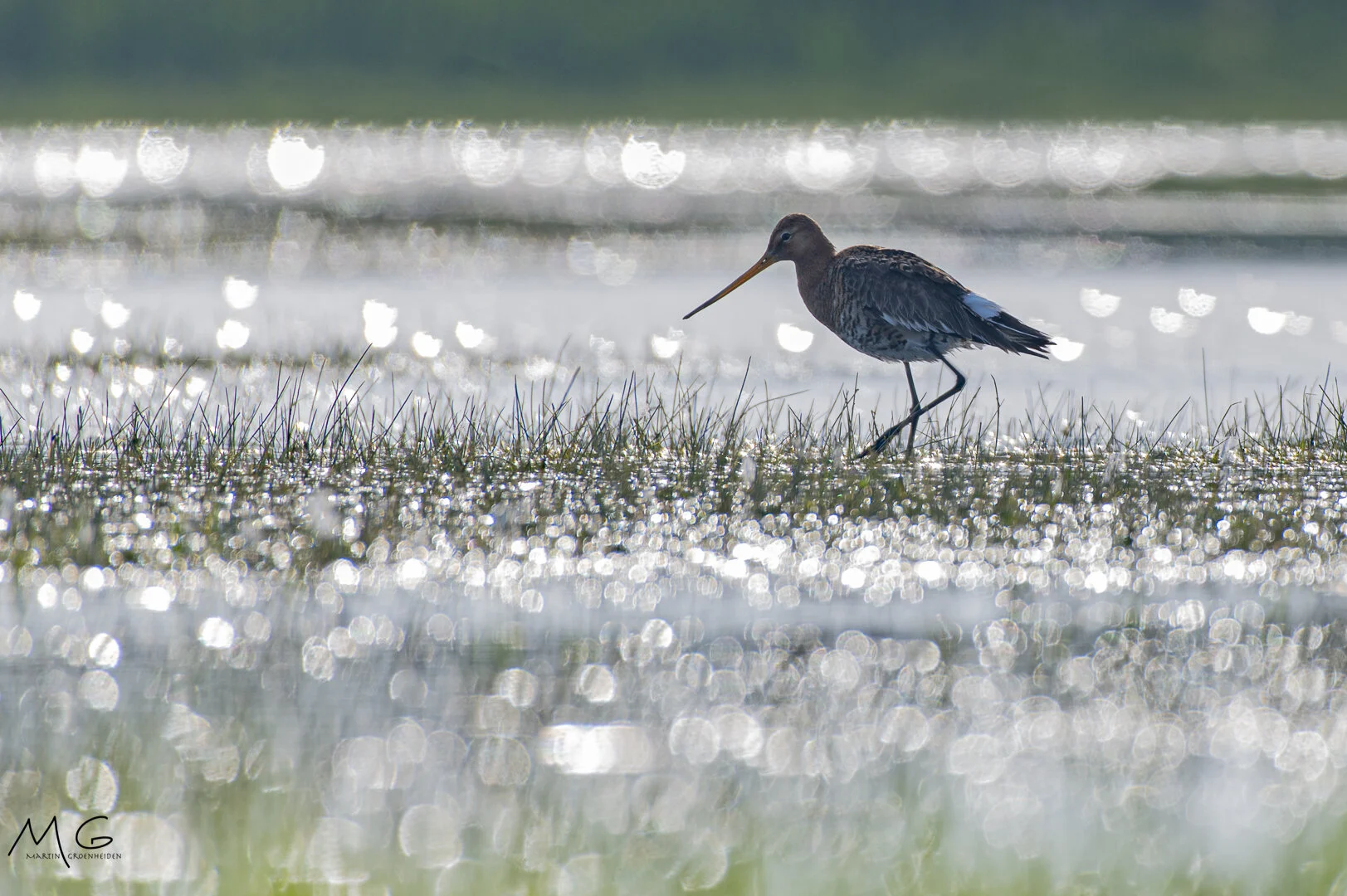 grutto, godwit, weidevogels