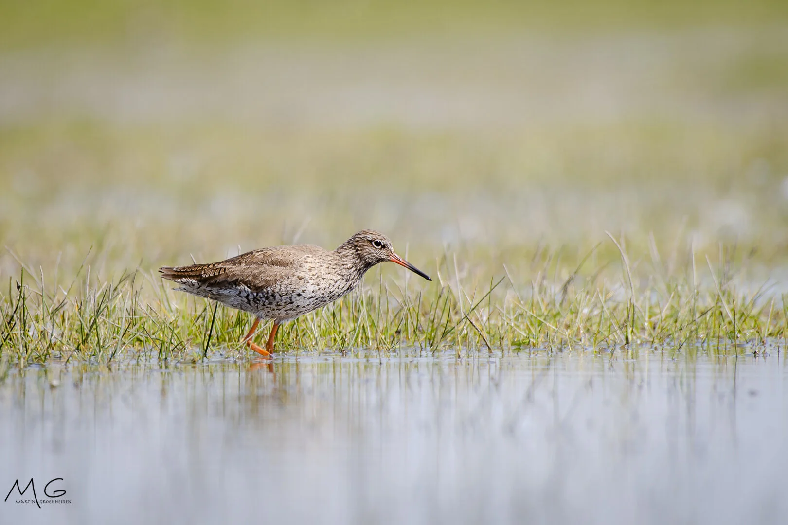 tureluur, redshank