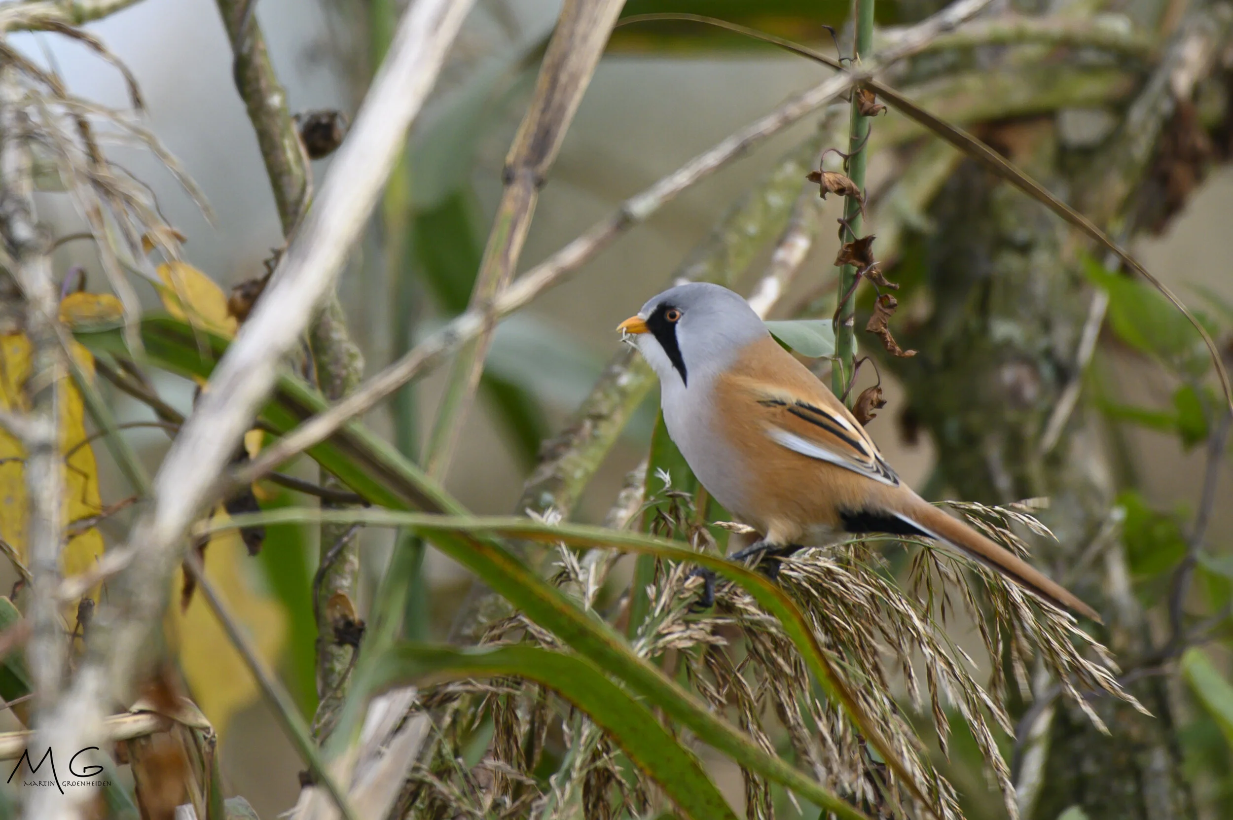 A bird perched on a branch surrounded by leaves and twigs, with a blurred background.