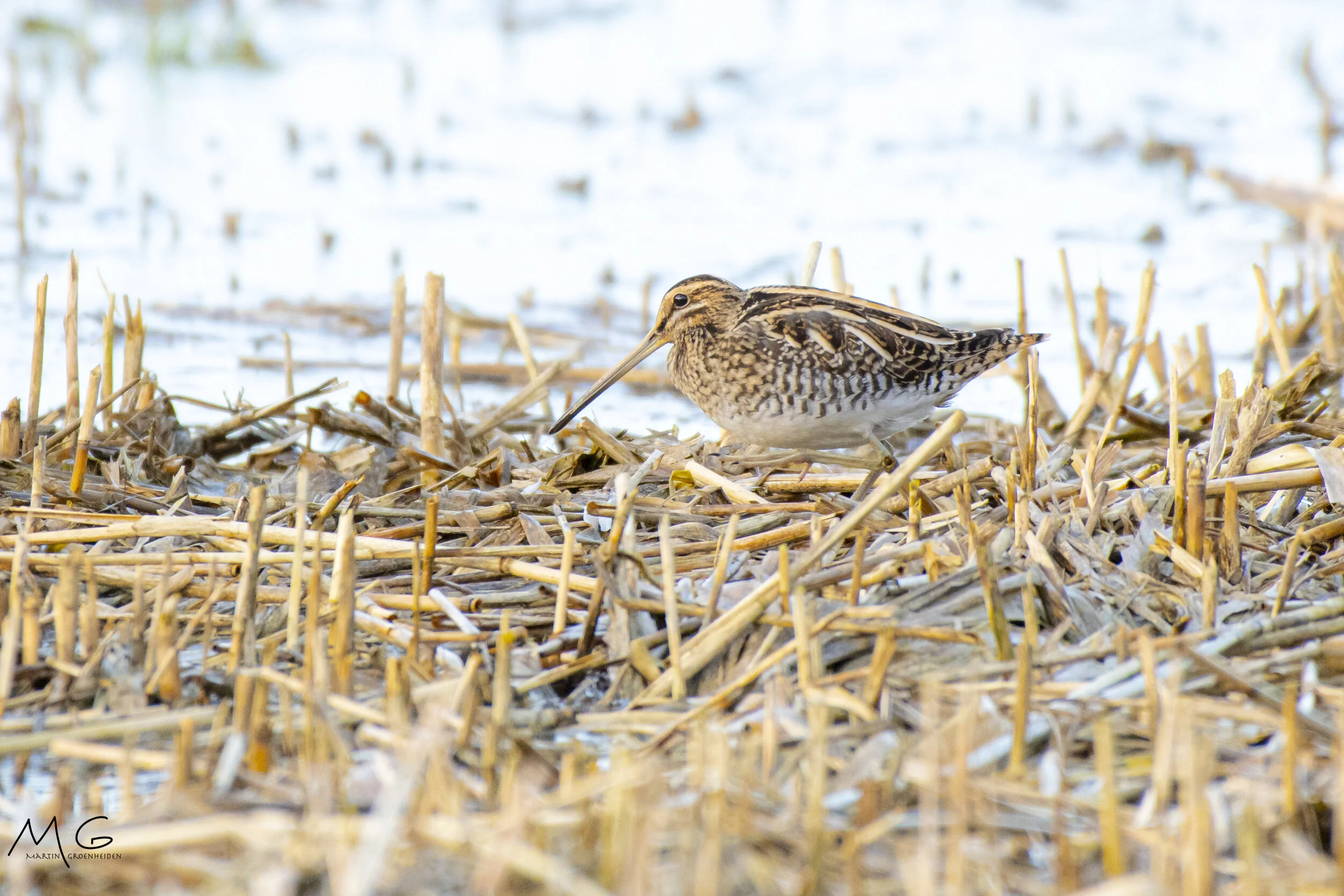 A bird, likely a snipe, on a marshy area with dried reeds and water in the background.
