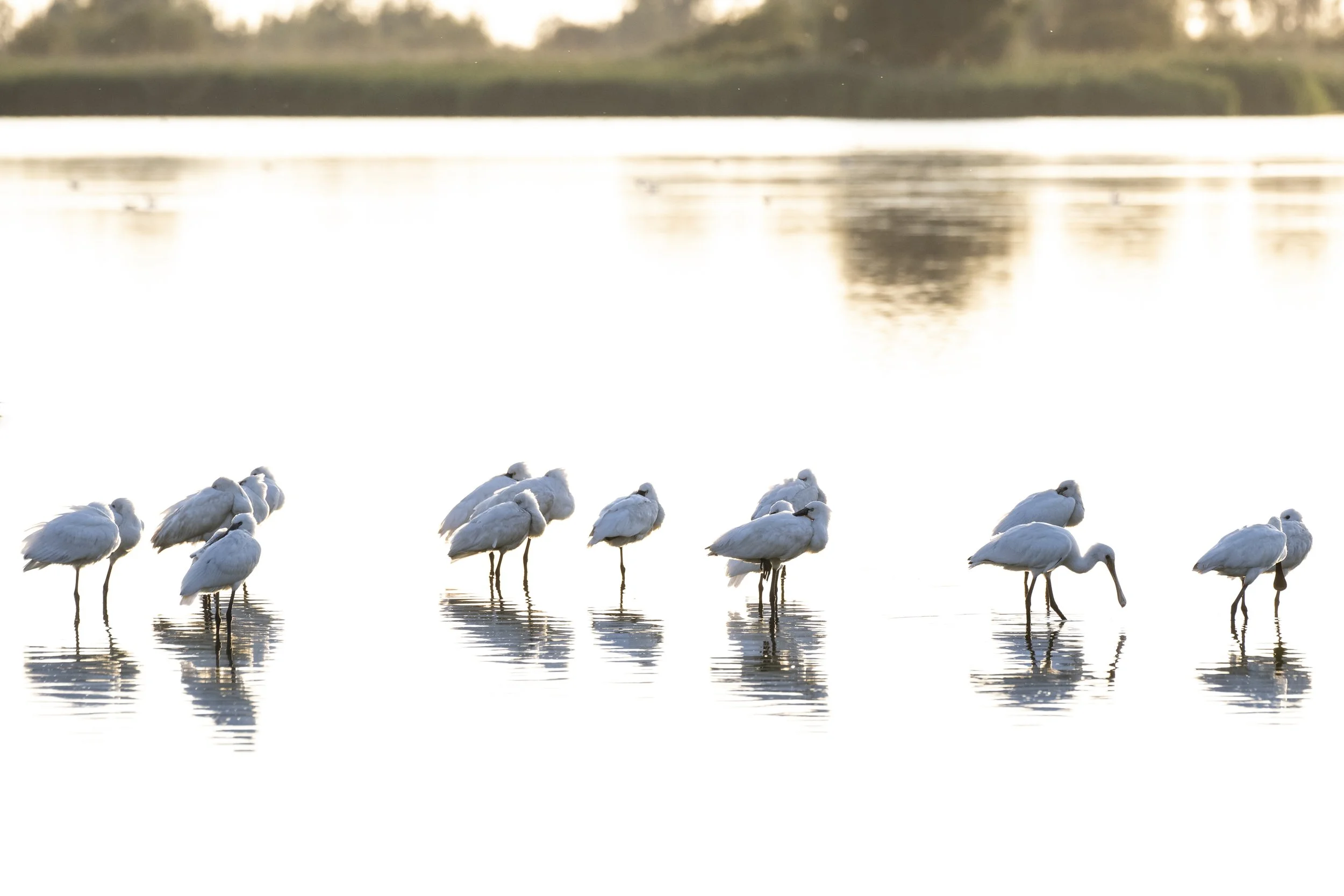 spoonbills