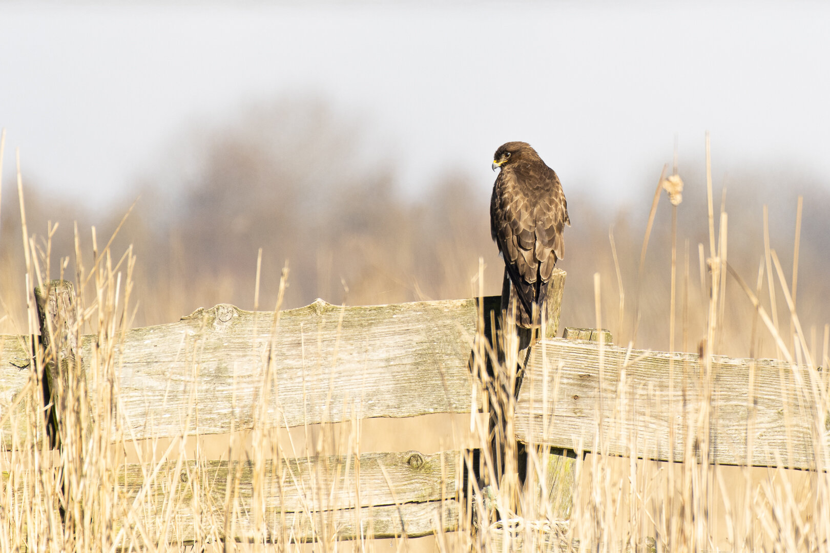 A brown bird of prey perched on a weathered wooden fence in a dry, grassy field.