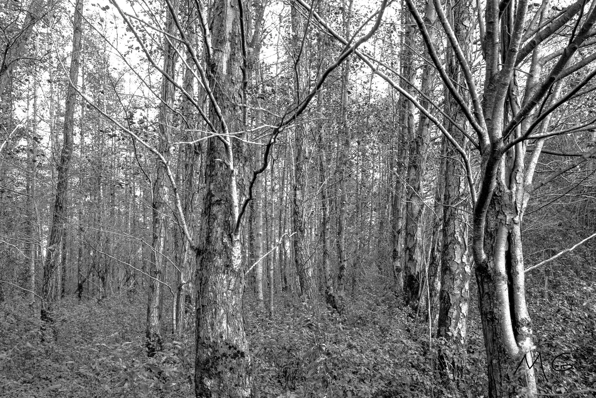 Black and white photograph of a dense forest with tall trees and thick underbrush.